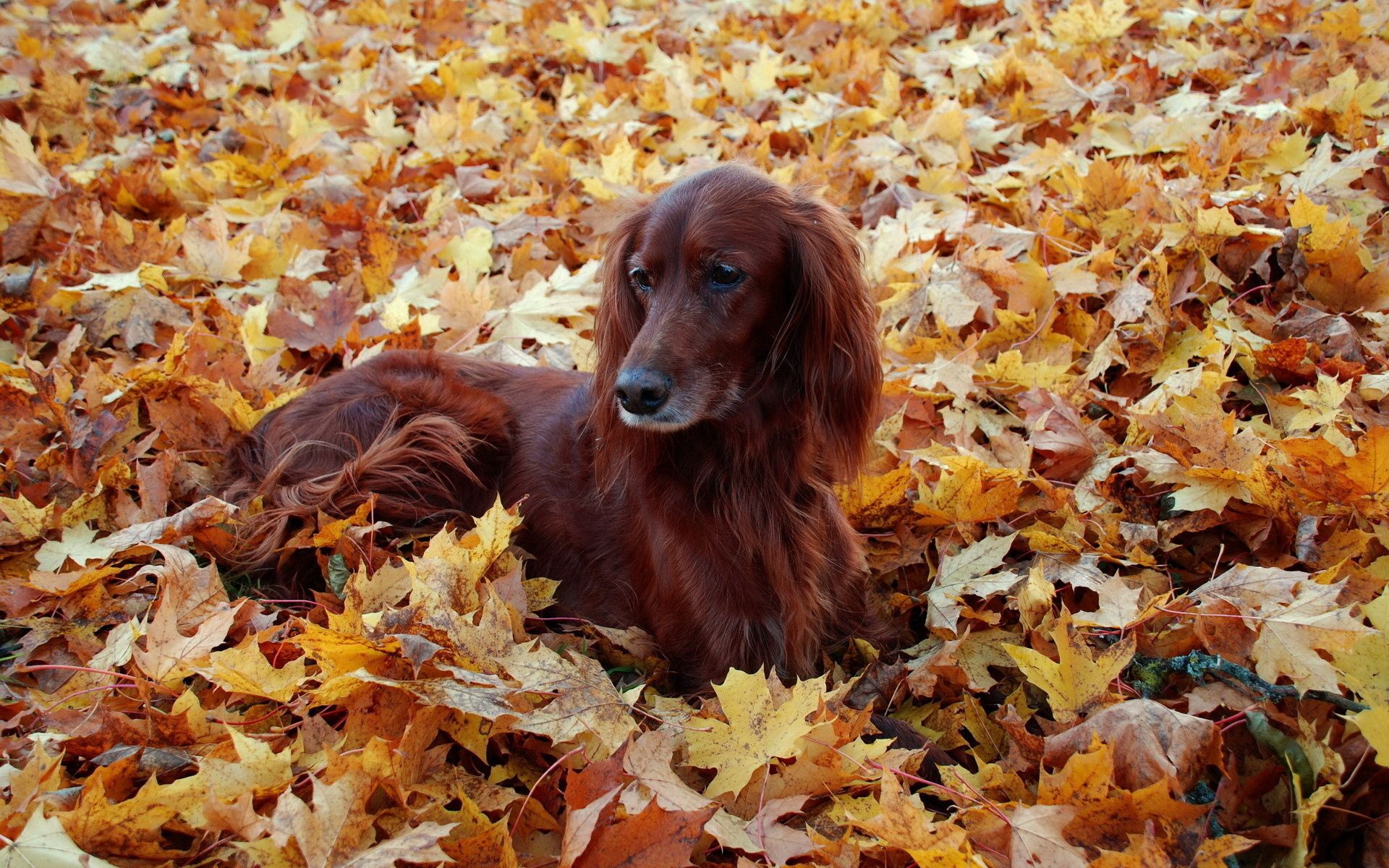 106484壁紙のダウンロード動物, 秋, 葉, 嘘, 横になります, 綺麗な, 美しい, 木の葉, セッター, アイルランド語-スクリーンセーバーと写真を無料で