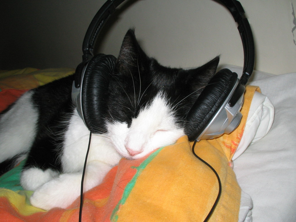 Download mobile wallpaper Headphones, Cat, Animal for free.