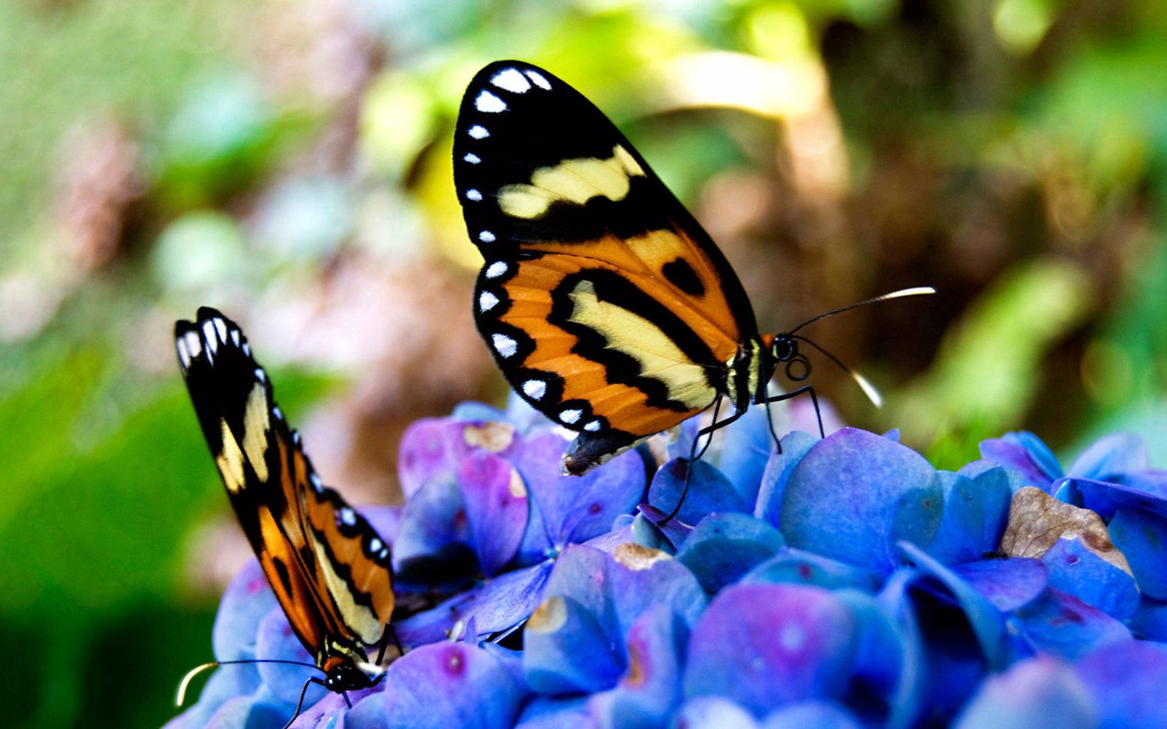 Téléchargez gratuitement l'image Papillons, Herbe, Plante, Planter, Macro, Fleurs sur le bureau de votre PC