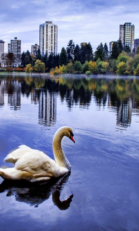 Handy-Wallpaper Tiere, Vögel, Schwan, Höckerschwan kostenlos herunterladen.