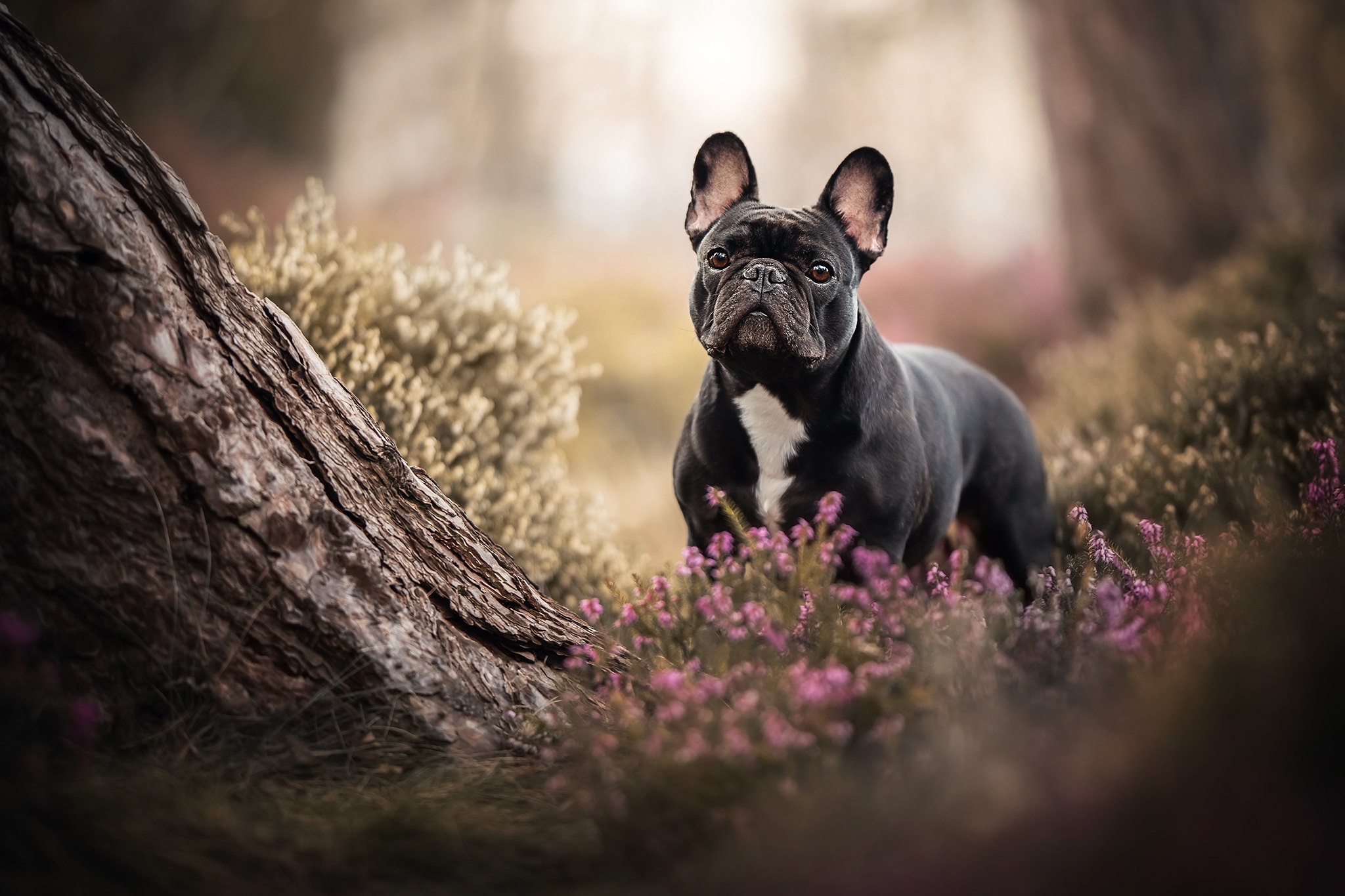 Download mobile wallpaper Dogs, Dog, Animal, French Bulldog for free.