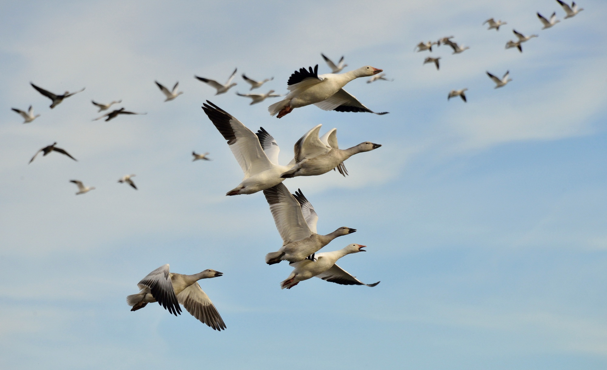 Laden Sie das Tiere, Vögel, Vogel, Gans, Vogelschwarm-Bild kostenlos auf Ihren PC-Desktop herunter