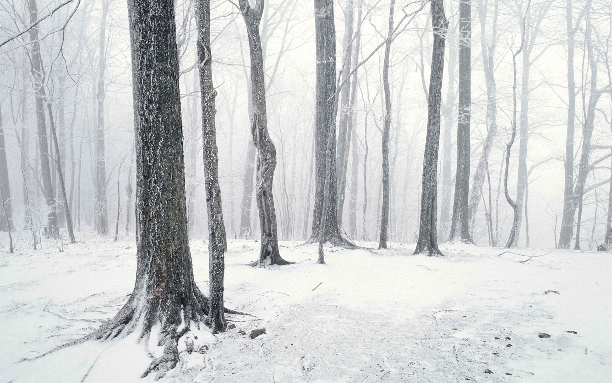 Скачать обои бесплатно Деревья, Природа, Зима, Снег, Свет картинка на рабочий стол ПК