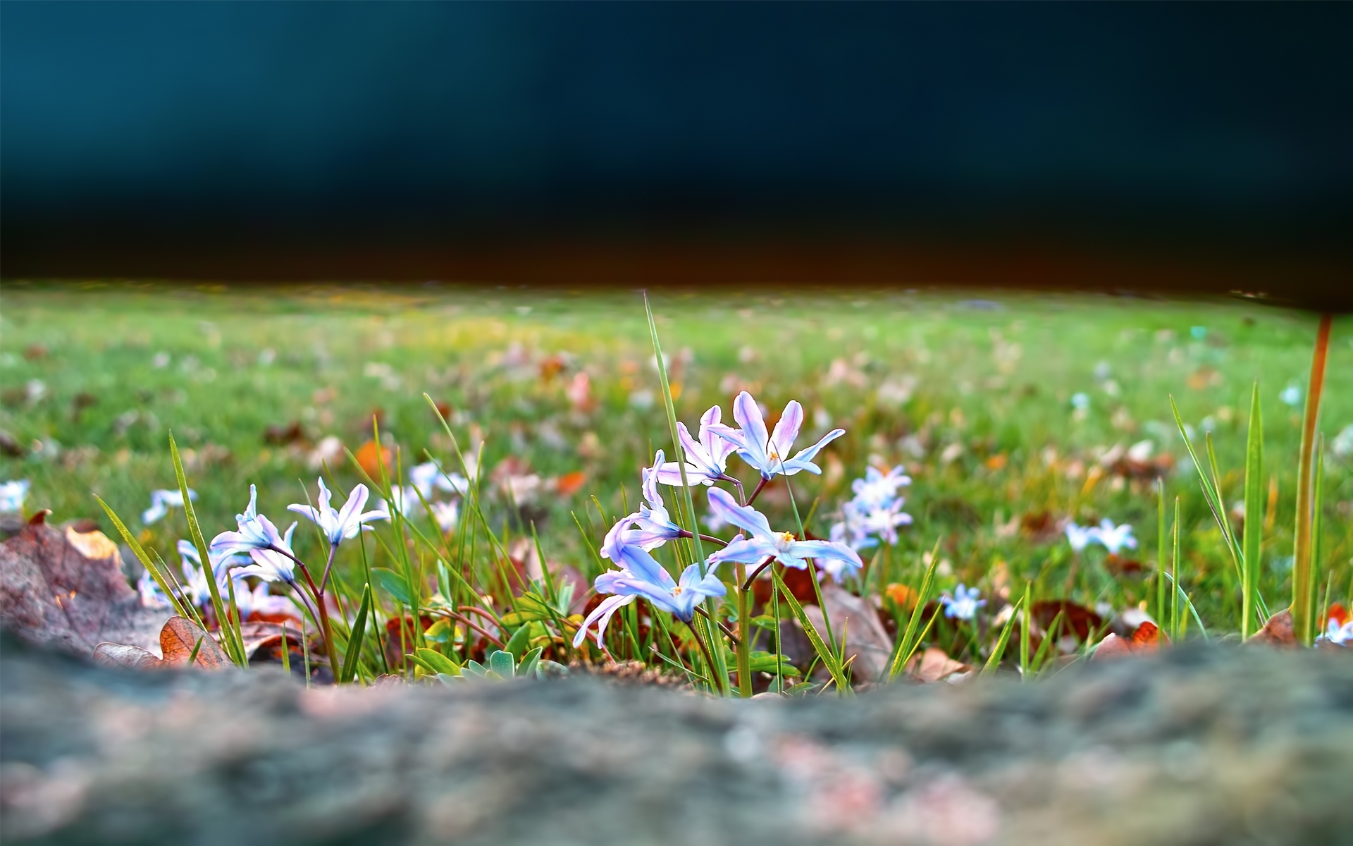 Laden Sie das Blumen, Pflanzen-Bild kostenlos auf Ihren PC-Desktop herunter