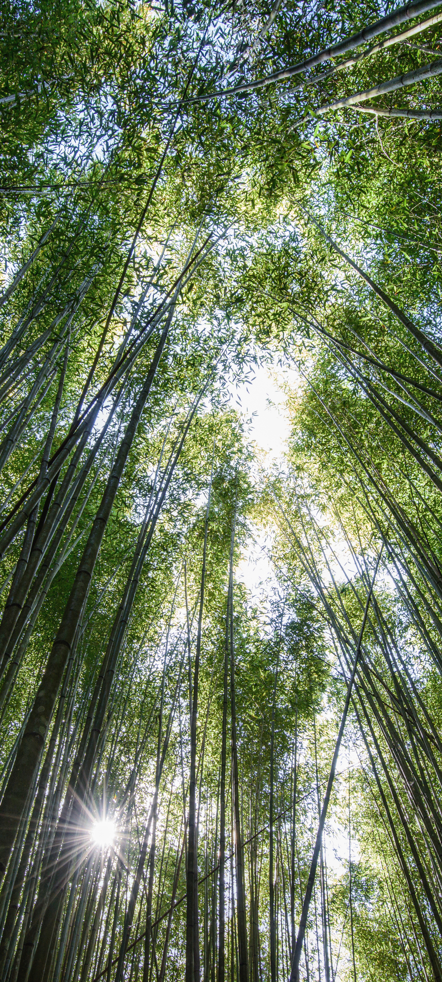 Download mobile wallpaper Nature, Earth, Bamboo, Greenery for free.