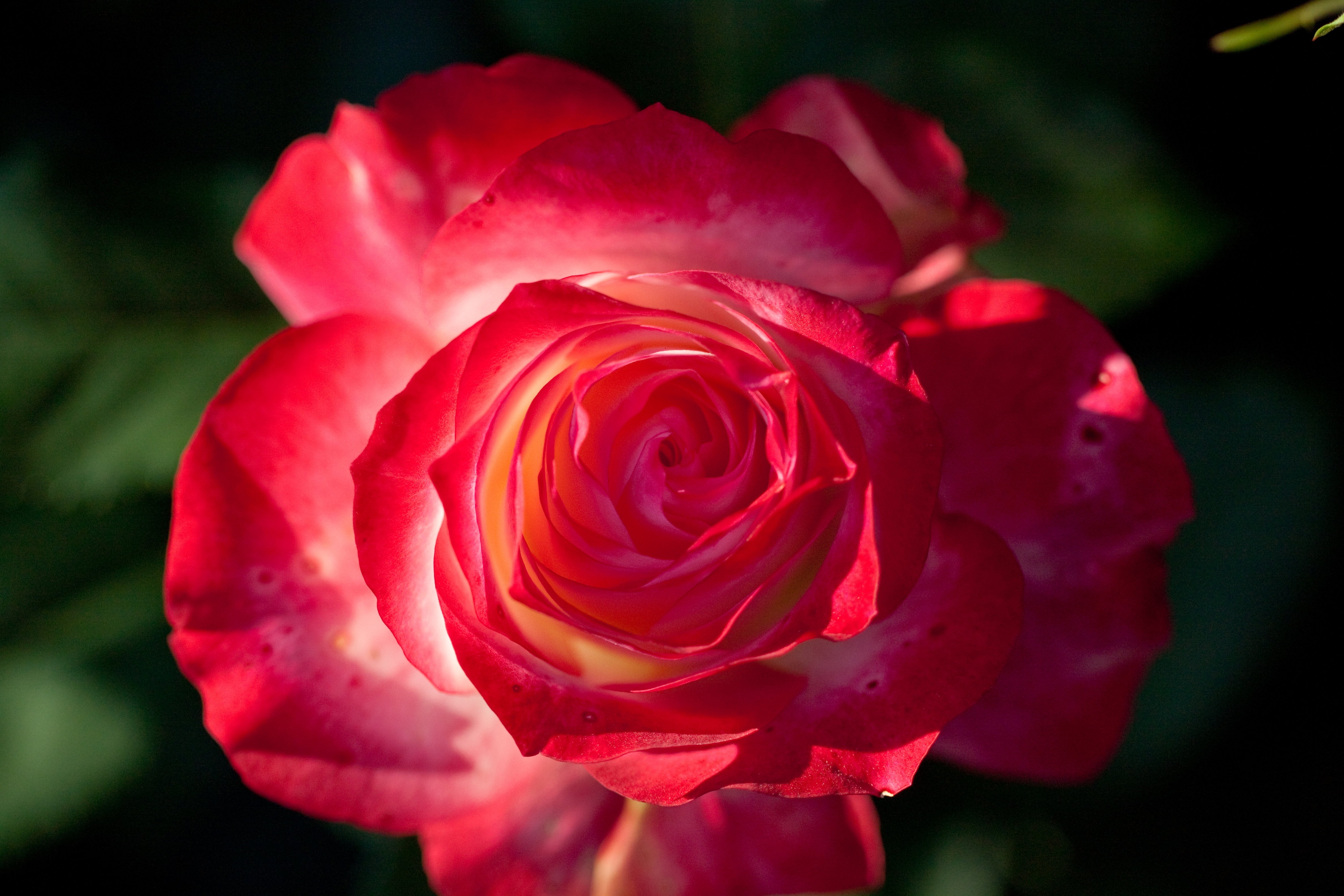 Скачать обои бесплатно Цветок, Роза, Красная Роза, Земля/природа, Флауэрсы картинка на рабочий стол ПК