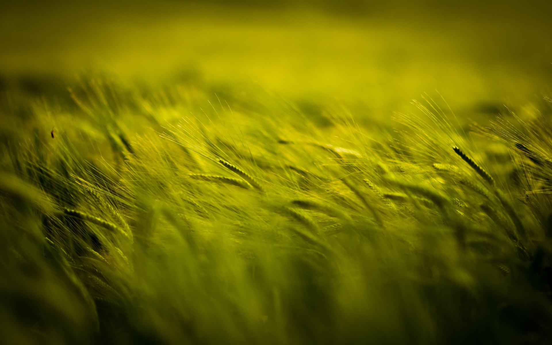 Baixe gratuitamente a imagem Trigo, Terra/natureza na área de trabalho do seu PC