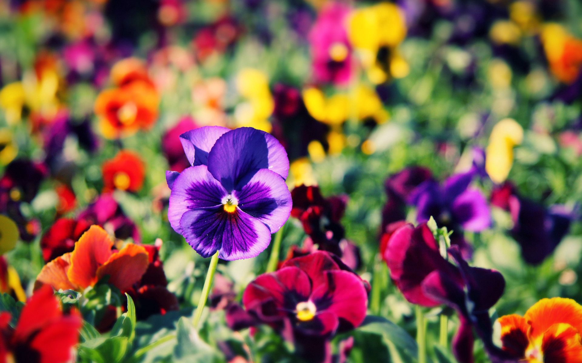 pansies, flowers, bright, close up, colorful, different Smartphone Background