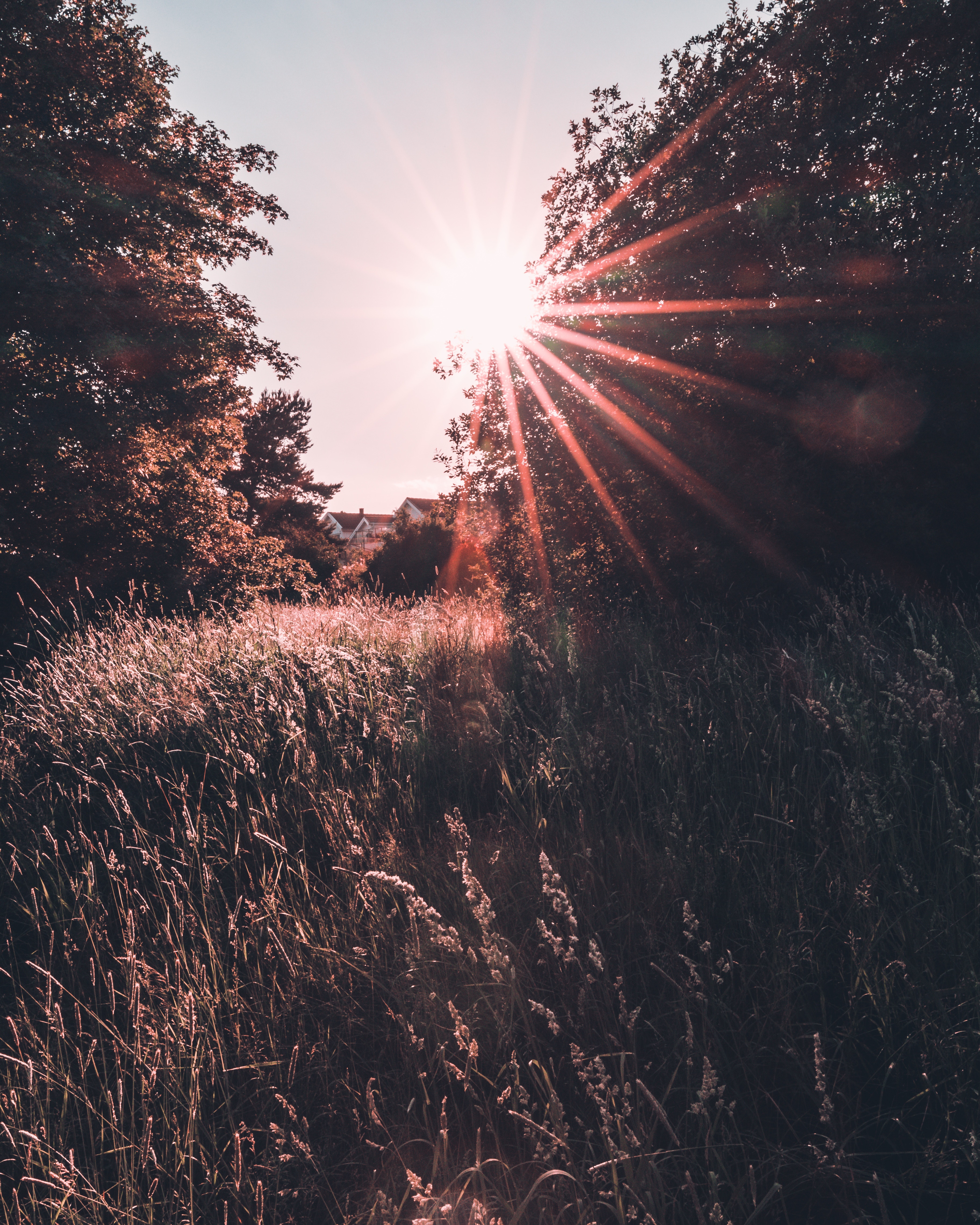 nature, grass, beams, rays, sunlight, meadow