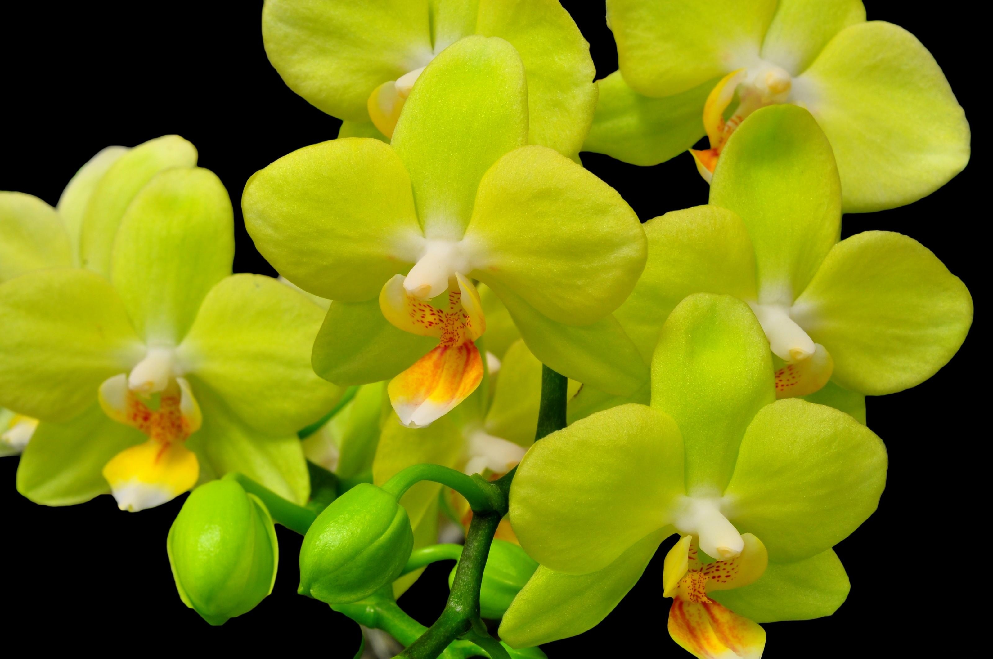 87723 скачать обои орхидея, черный фон, крупный план, цветок, цветы, ветка, желтая - заставки и картинки бесплатно