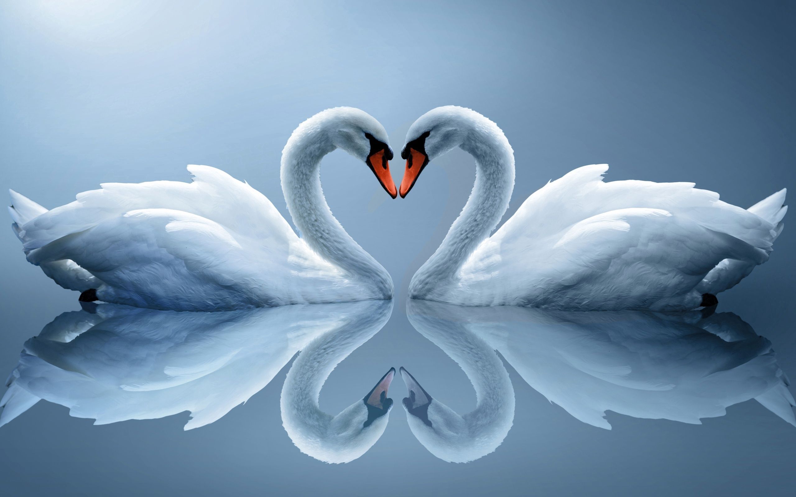 animals, couple, heart, pair, reflection, white swans