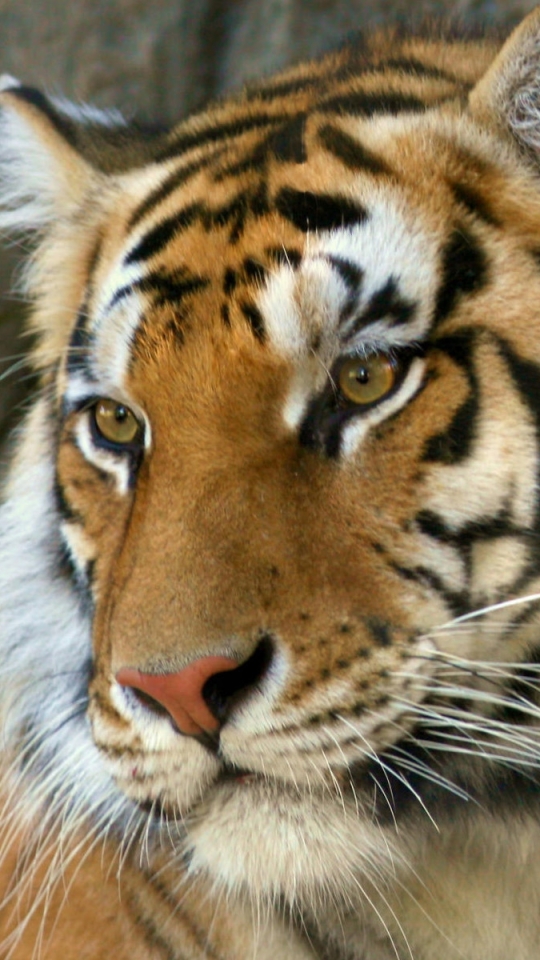 Handy-Wallpaper Tiere, Katzen, Nahansicht, Tiger kostenlos herunterladen.