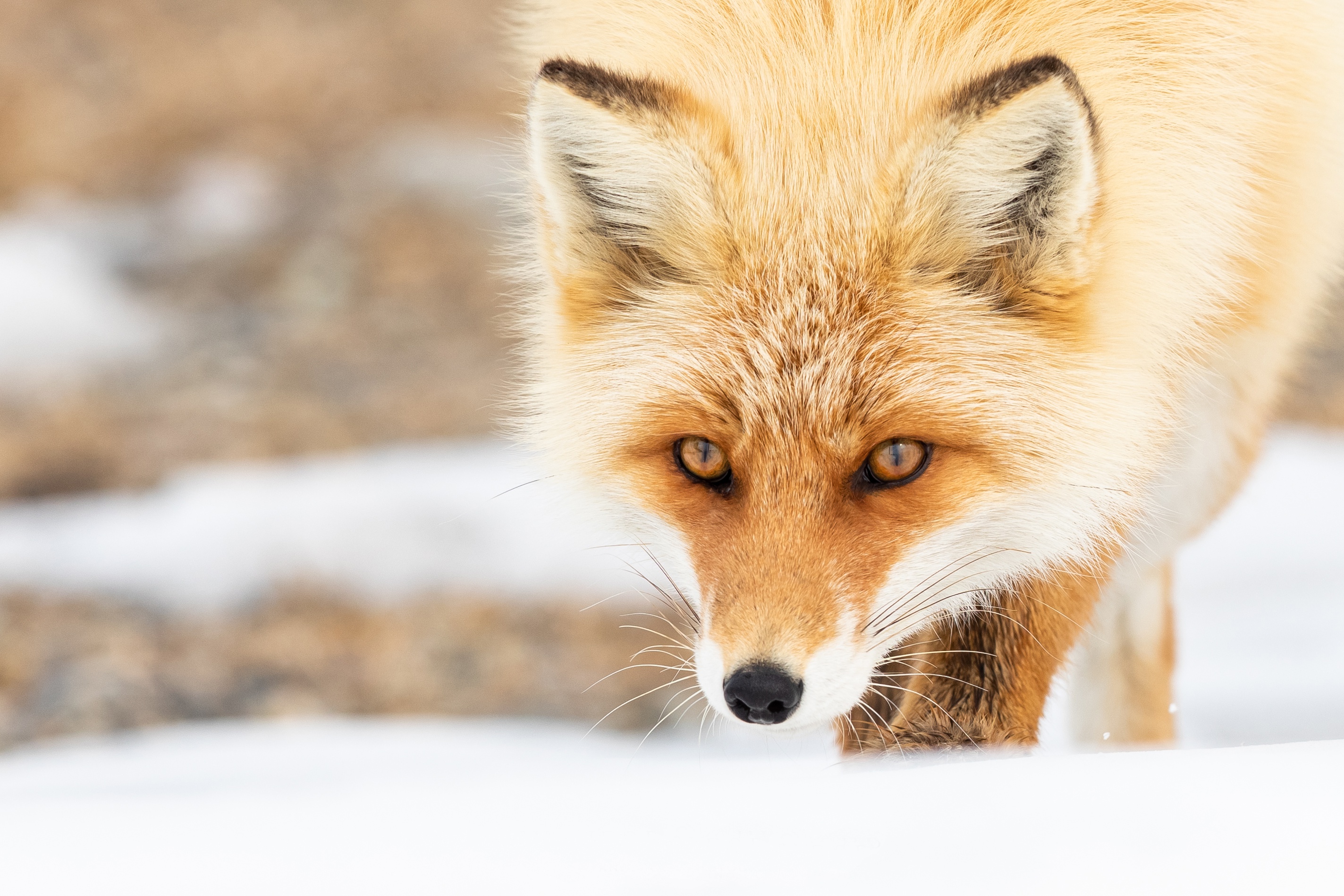 Download mobile wallpaper Snow, Fox, Animal for free.