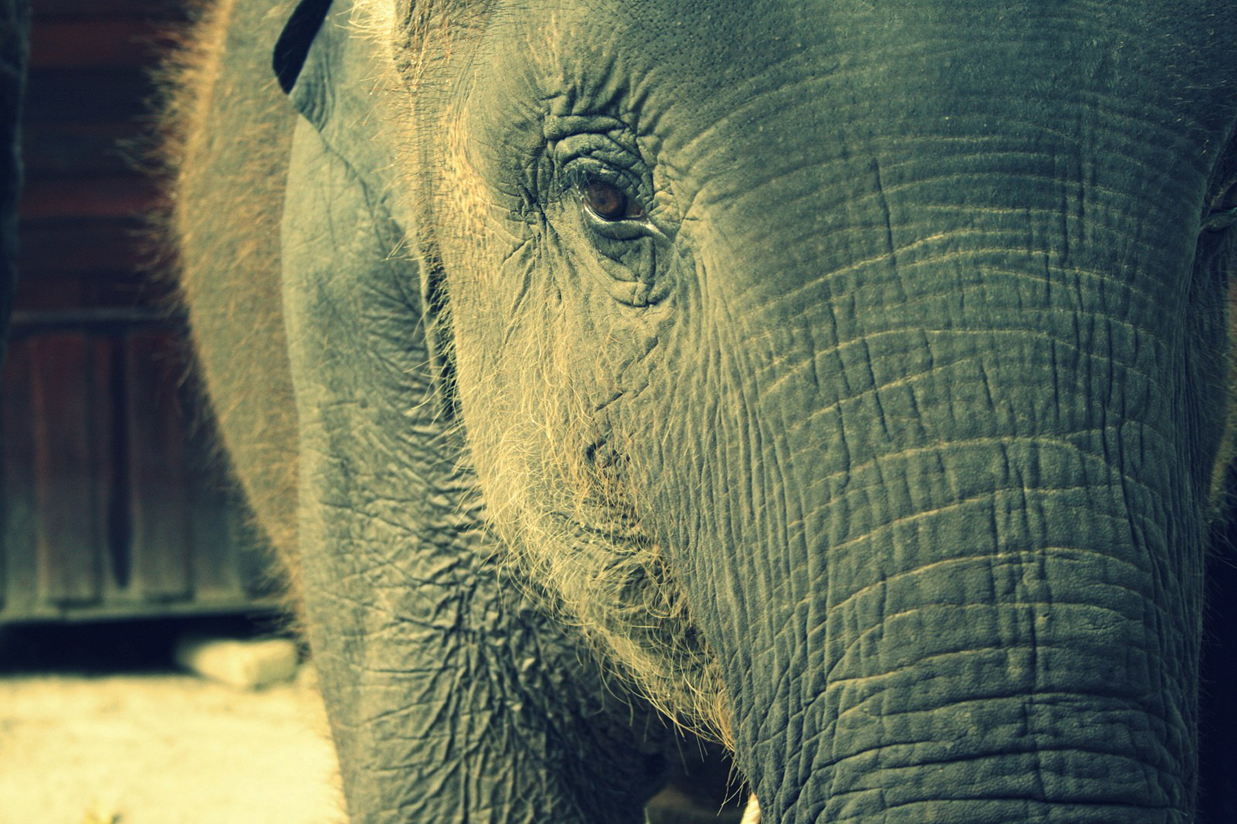 Baixar papel de parede para celular de Elefante Asiático, Elefantes, Animais gratuito.