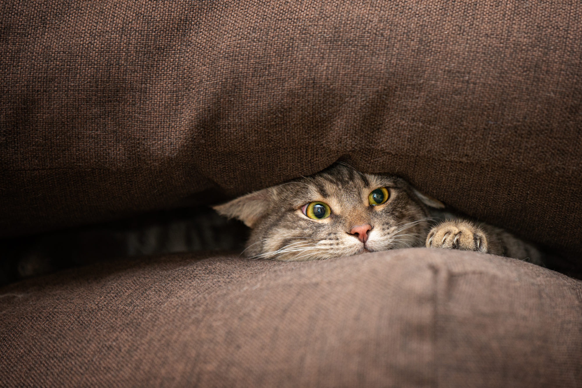 512526 Protetores de tela e papéis de parede Gatos em seu telefone. Baixe  fotos gratuitamente