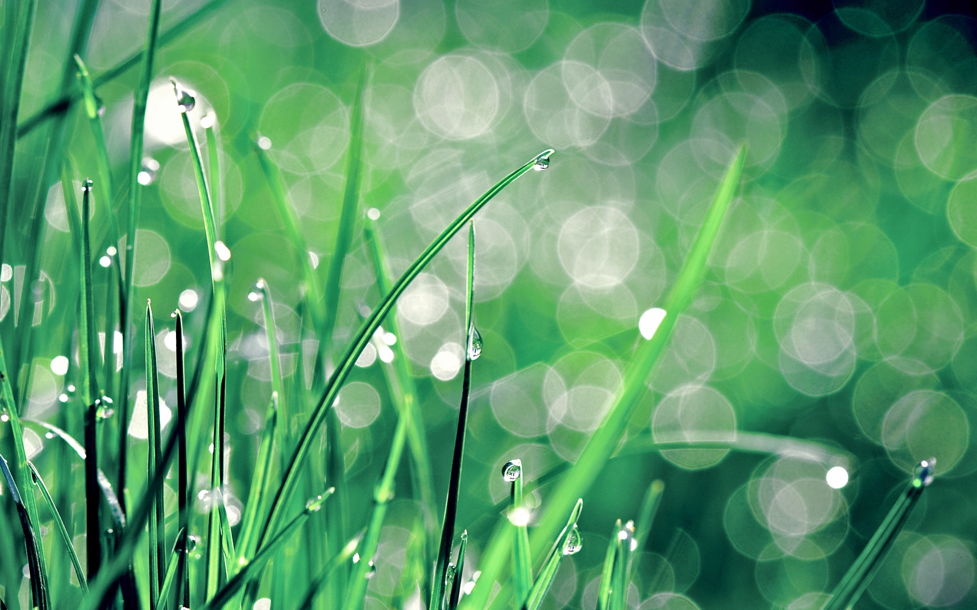 Free download wallpaper Plants, Grass, Background, Drops on your PC desktop