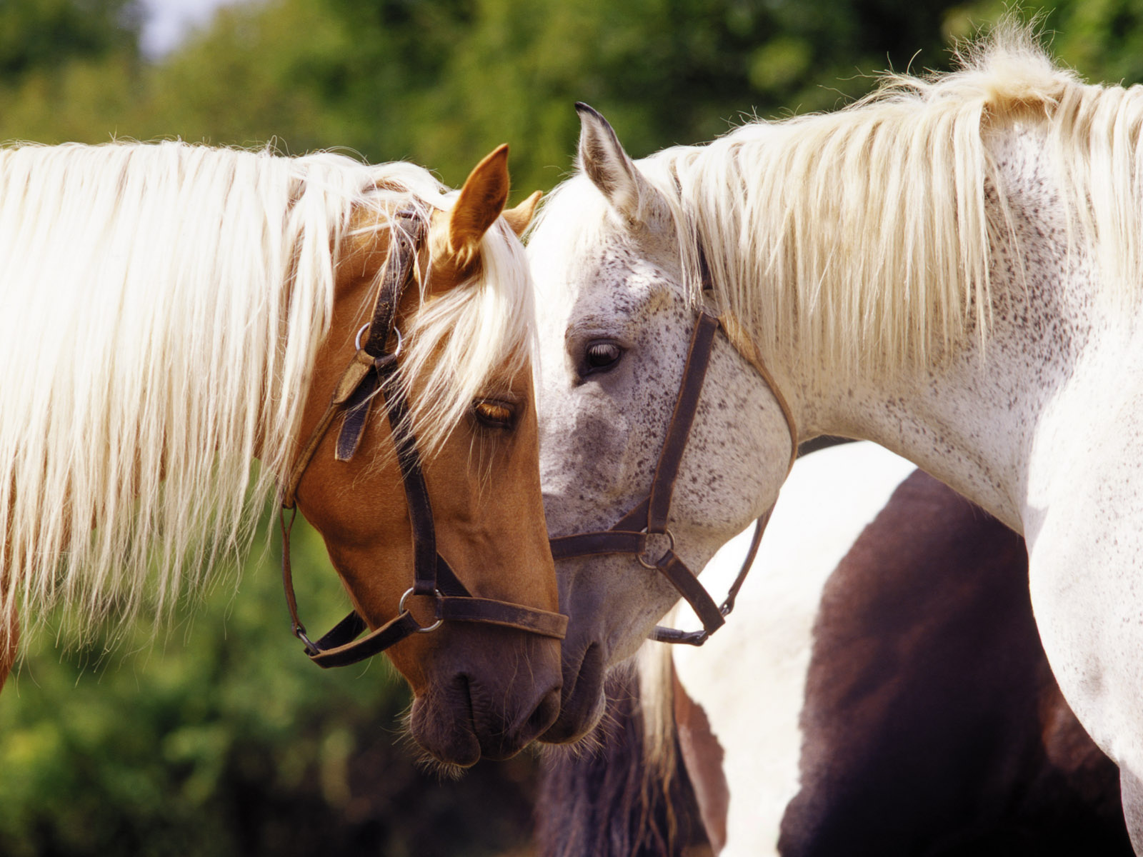 無料モバイル壁紙動物, 馬をダウンロードします。