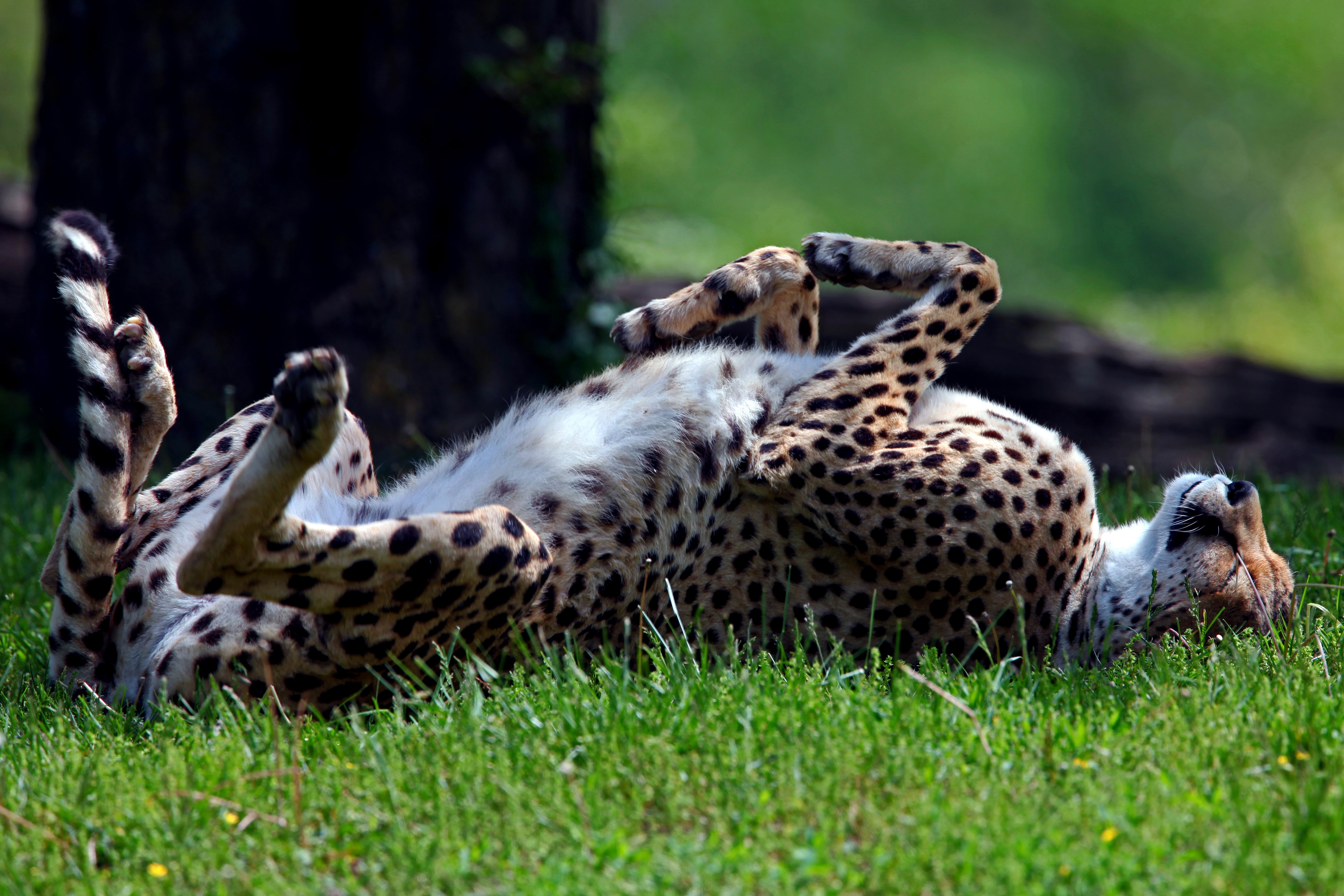 PC Wallpapers animals, grass, cheetah, to lie down, lie, predator, tumble, somersault