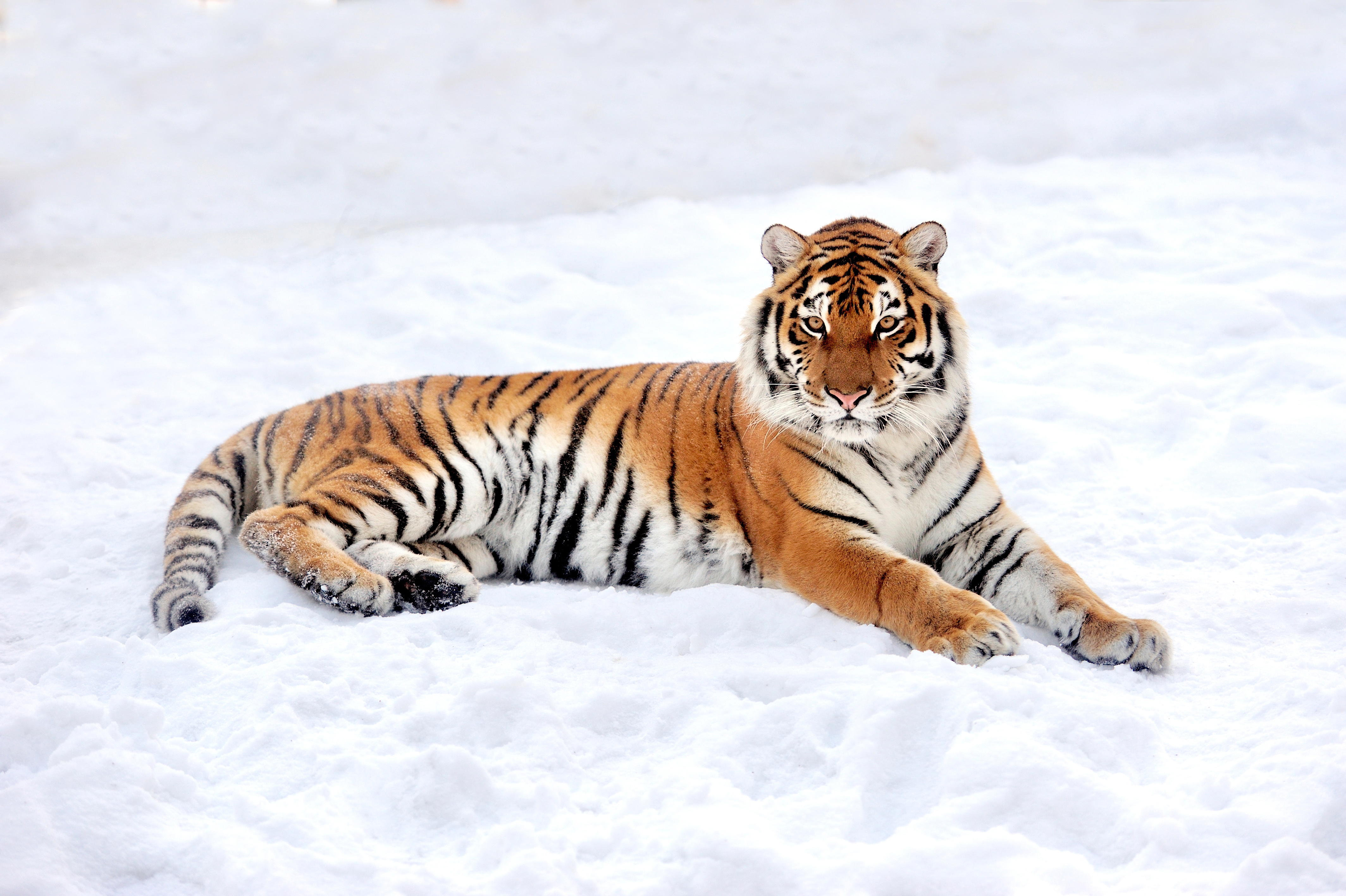 Baixe gratuitamente a imagem Animais, Gatos, Tigre na área de trabalho do seu PC