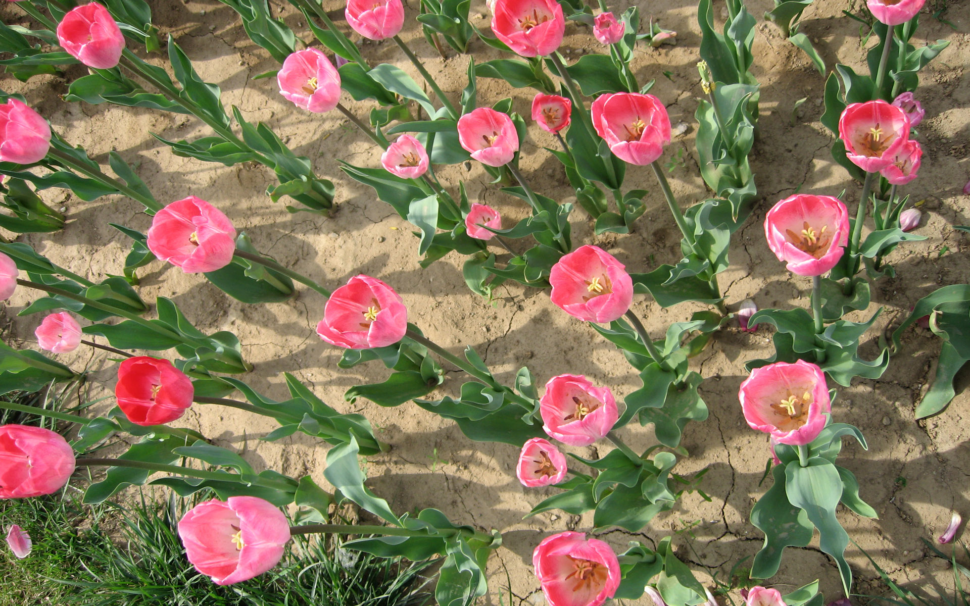 Téléchargez gratuitement l'image Fleurs, Fleur, Tulipe, Terre/nature, Fleur Rose sur le bureau de votre PC