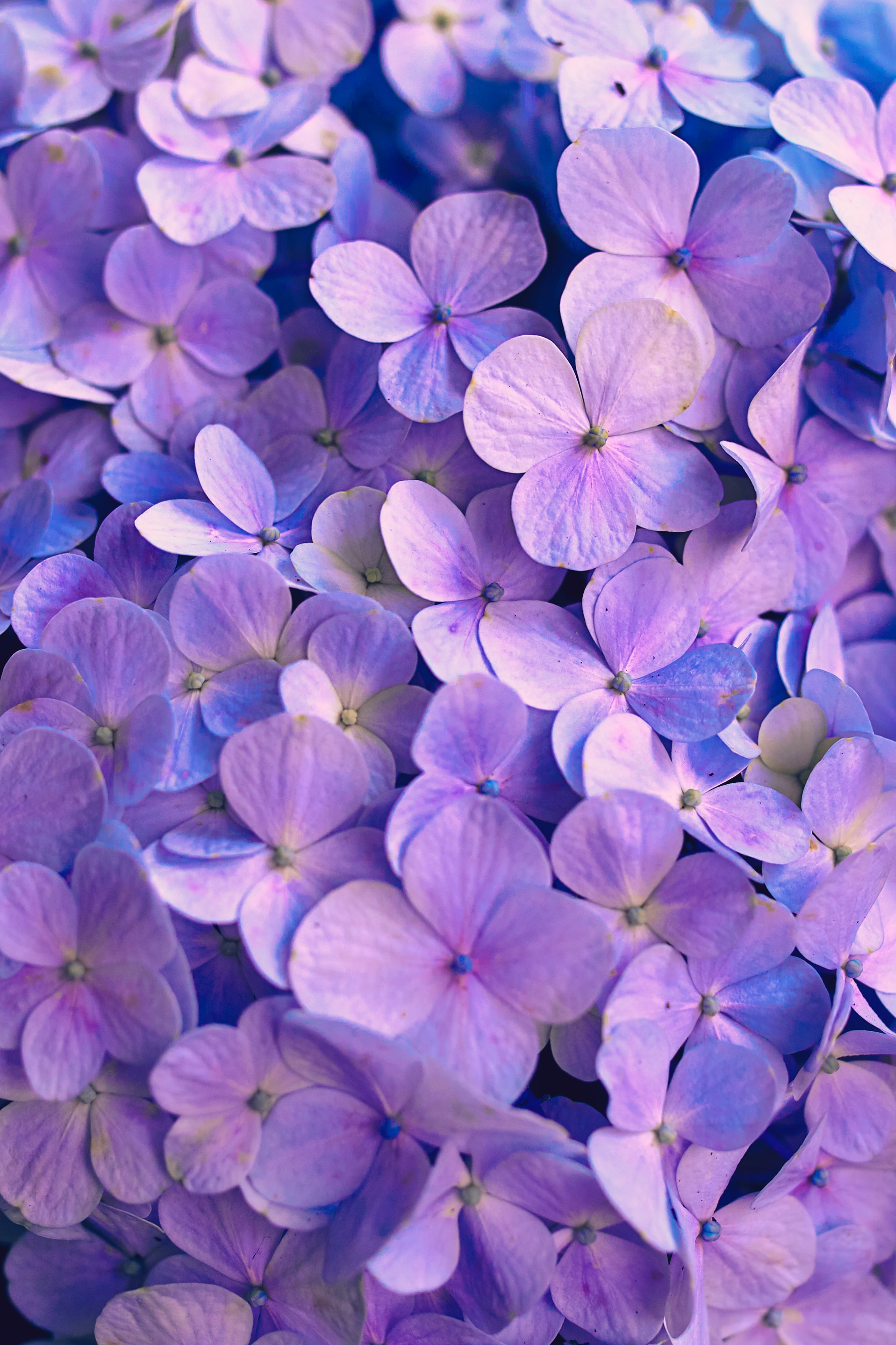 122402 скачать обои фиолетовый, лепестки, гортензия, цветы - заставки и картинки бесплатно
