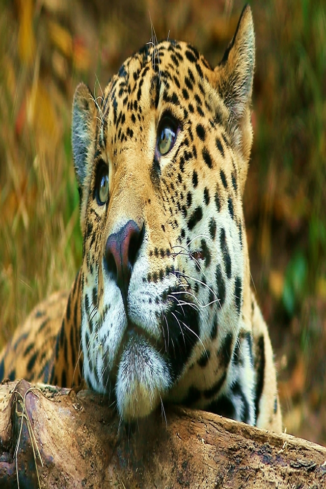 Descarga gratuita de fondo de pantalla para móvil de Animales, Gatos, Leopardo.