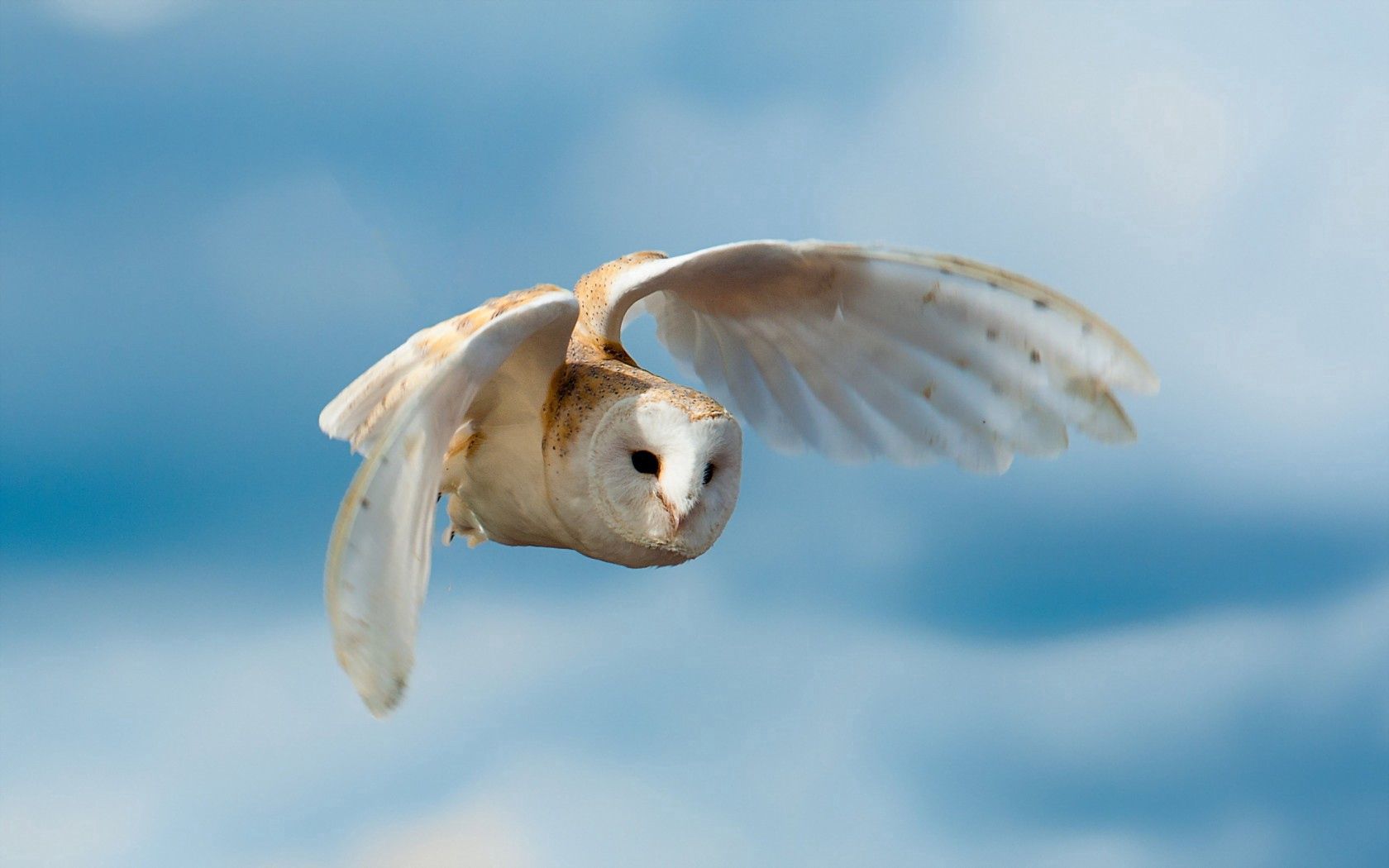 Free download wallpaper Bird, Flight, Animals, Sky, Nature, Owl on your PC desktop