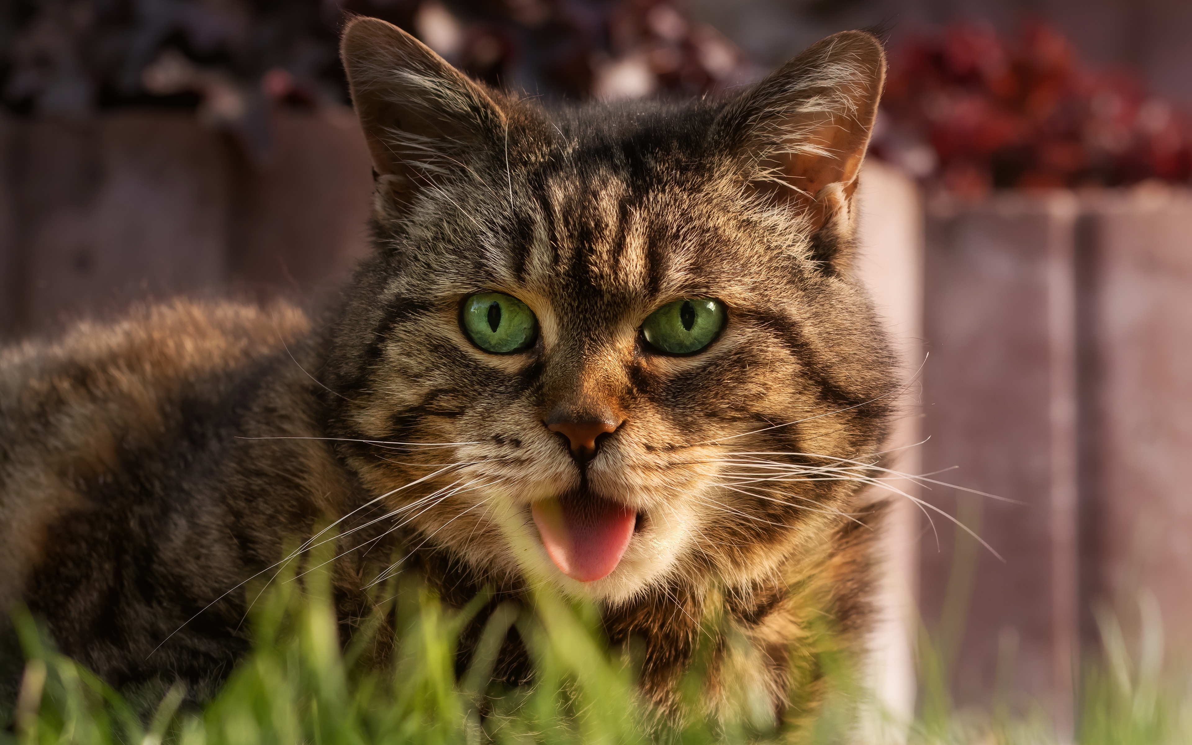 Téléchargez gratuitement l'image Animaux, Chats, Chat sur le bureau de votre PC