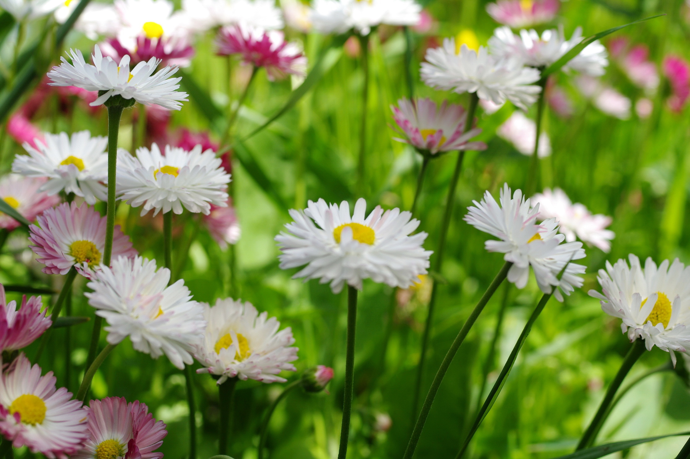 Laden Sie das Natur, Blumen, Sommer, Blume, Gänseblümchen, Weiße Blume, Erde/natur-Bild kostenlos auf Ihren PC-Desktop herunter