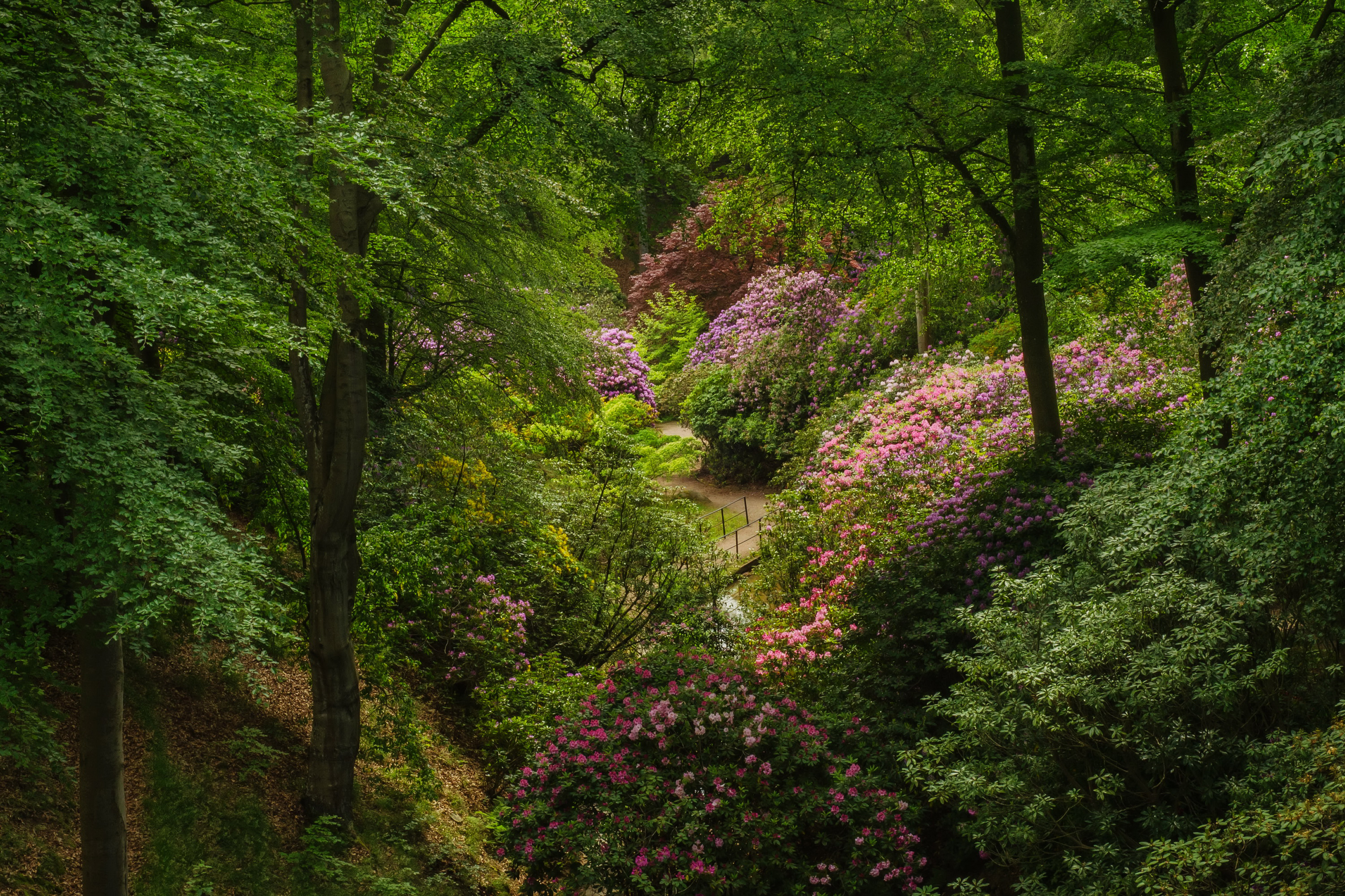 Handy-Wallpaper Blume, Wald, Baum, Erde/natur kostenlos herunterladen.