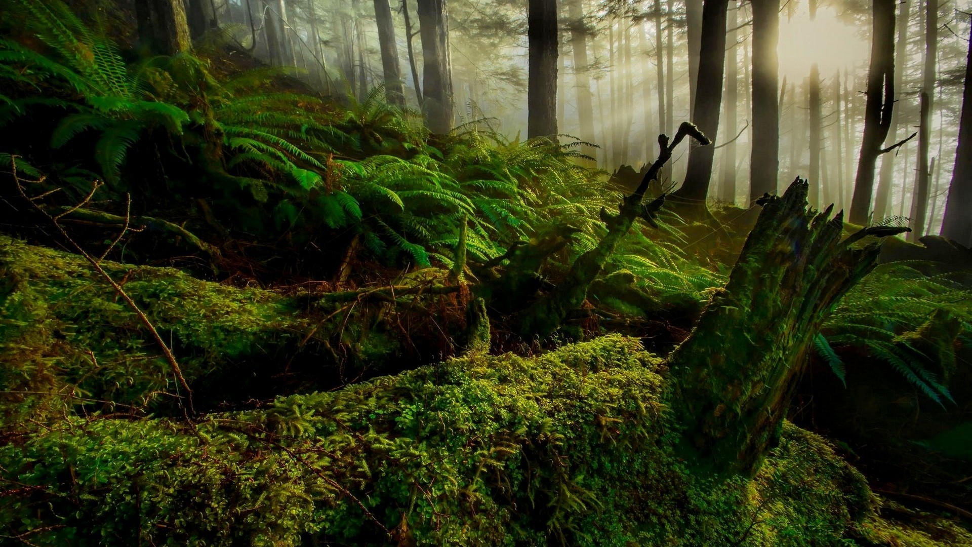 Laden Sie das Farne, Wald, Baum, Moos, Sonnenstrahl, Erde/natur-Bild kostenlos auf Ihren PC-Desktop herunter