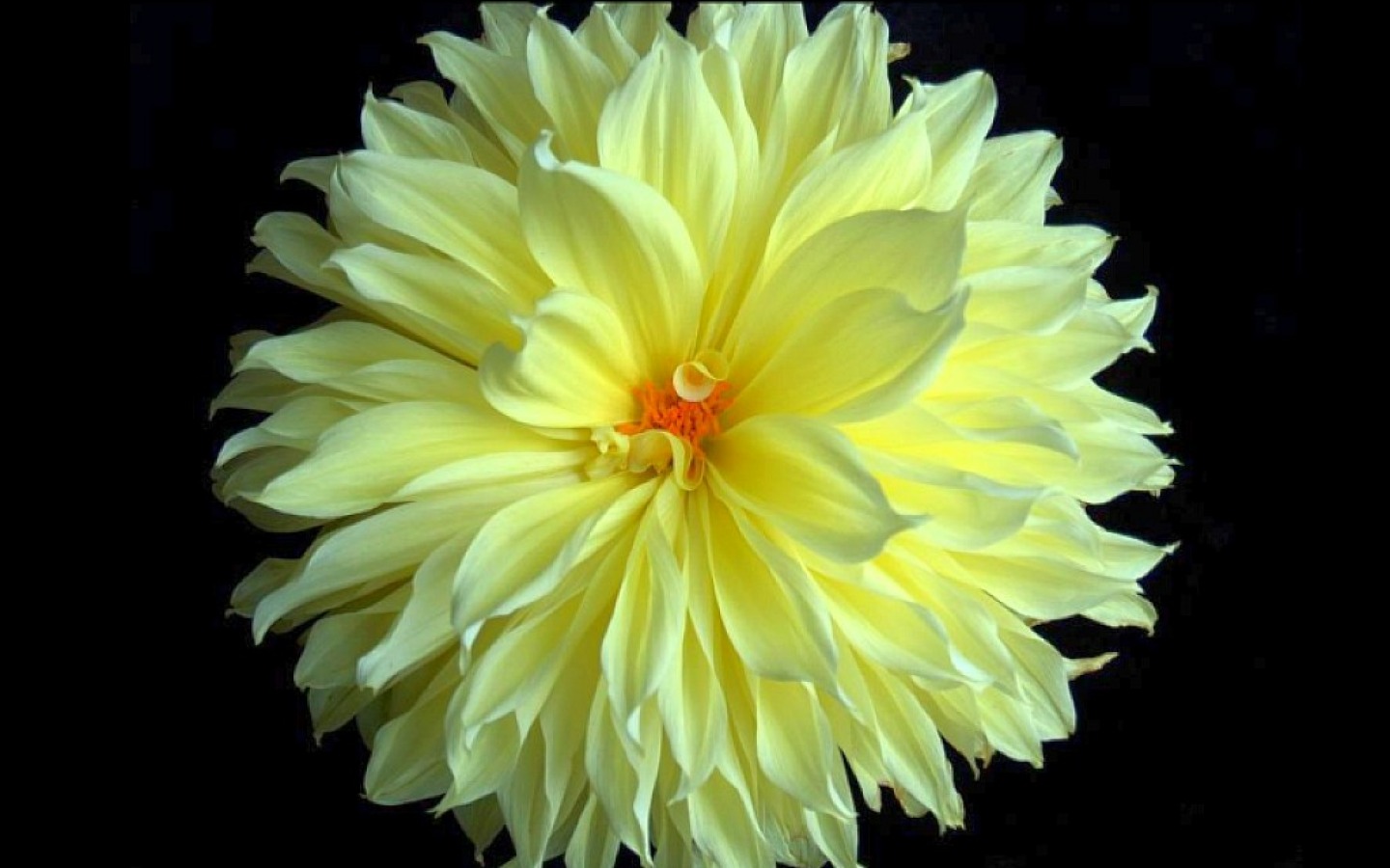 Laden Sie das Blume, Erde, Nahansicht, Dahlien, Weiße Blume, Erde/natur-Bild kostenlos auf Ihren PC-Desktop herunter