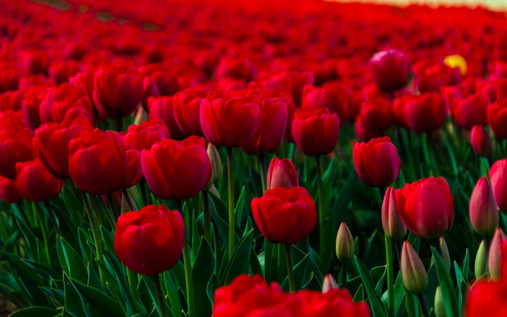 Download mobile wallpaper Tulip, Flowers, Earth for free.