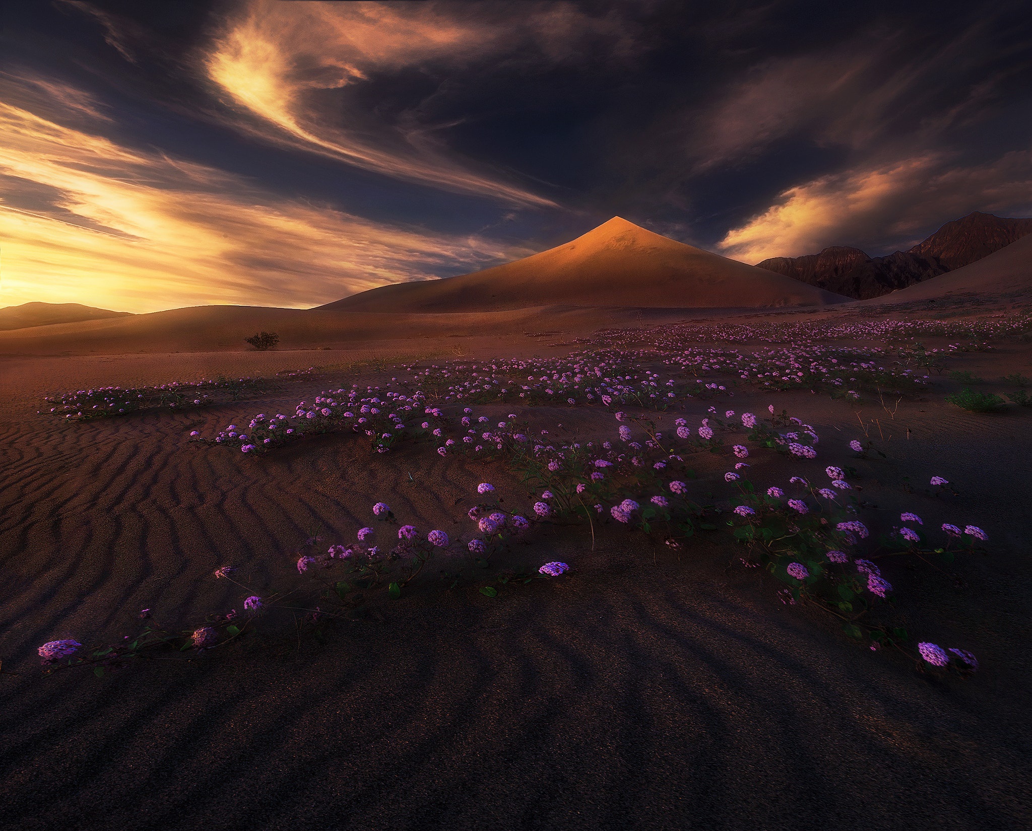 Download mobile wallpaper Sunset, Sand, Desert, Flower, Earth, Purple Flower for free.