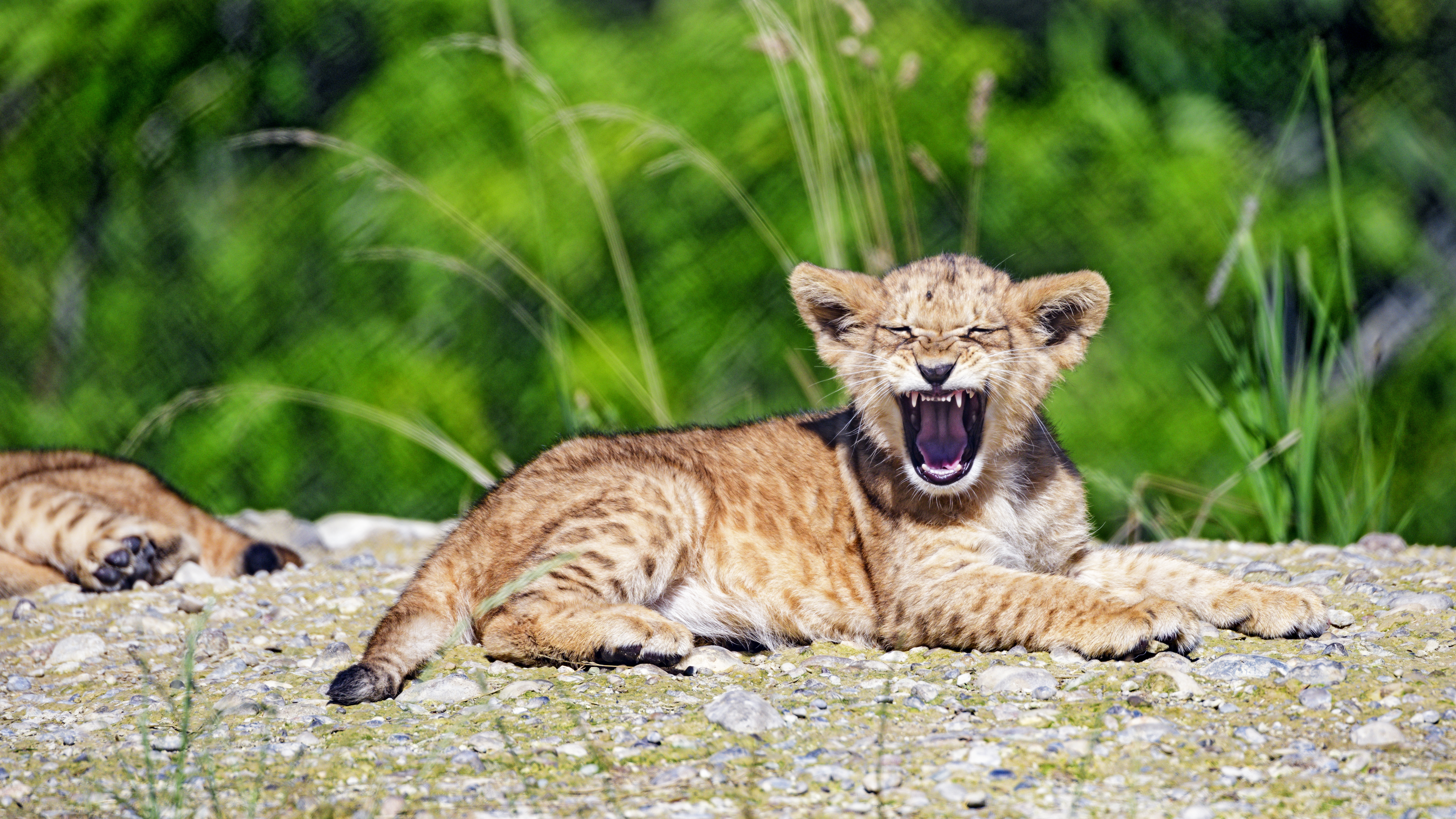 8k Lion Cub Images