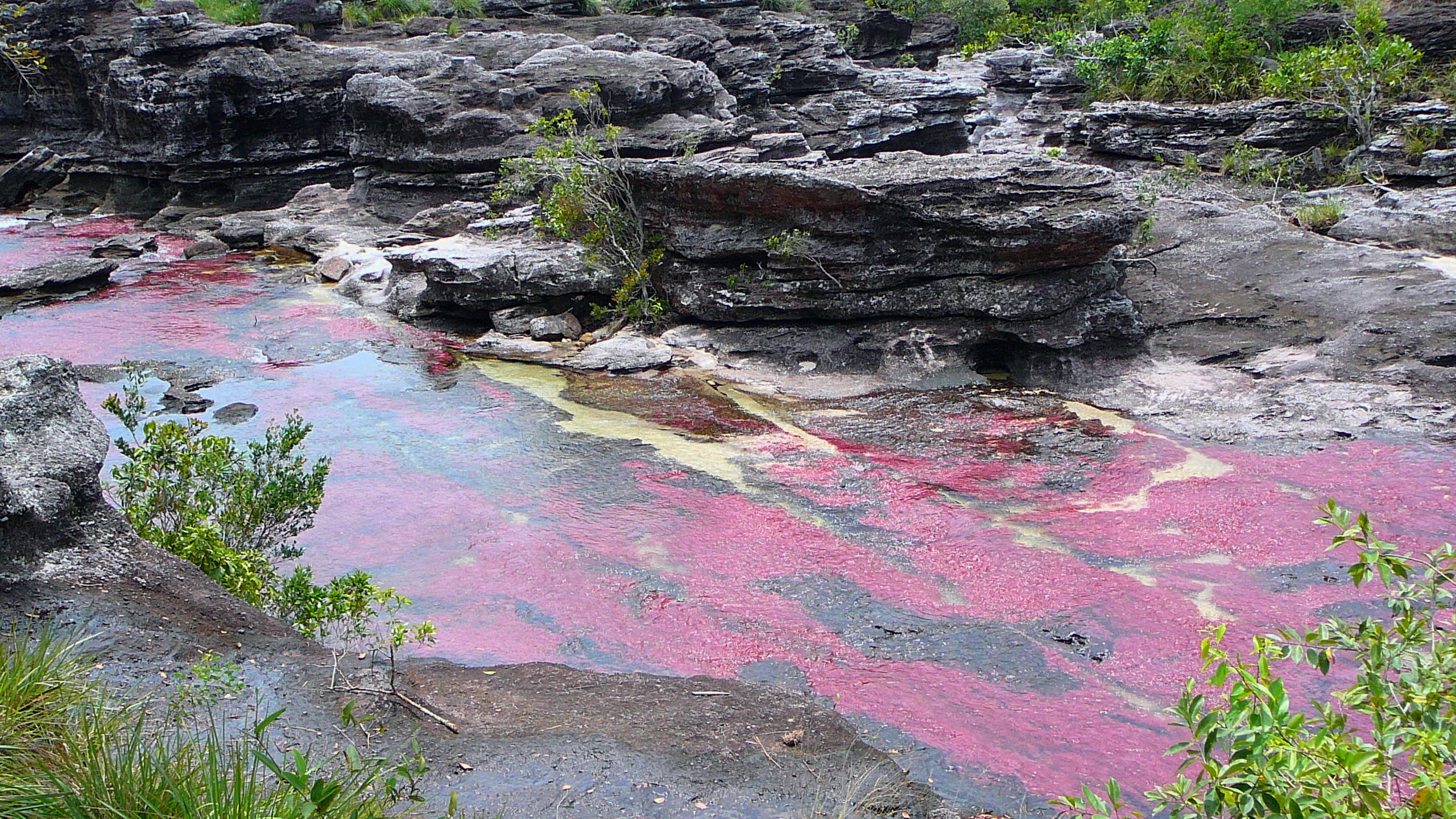 642371 baixar imagens terra/natureza, caño cristales - papéis de parede e protetores de tela gratuitamente