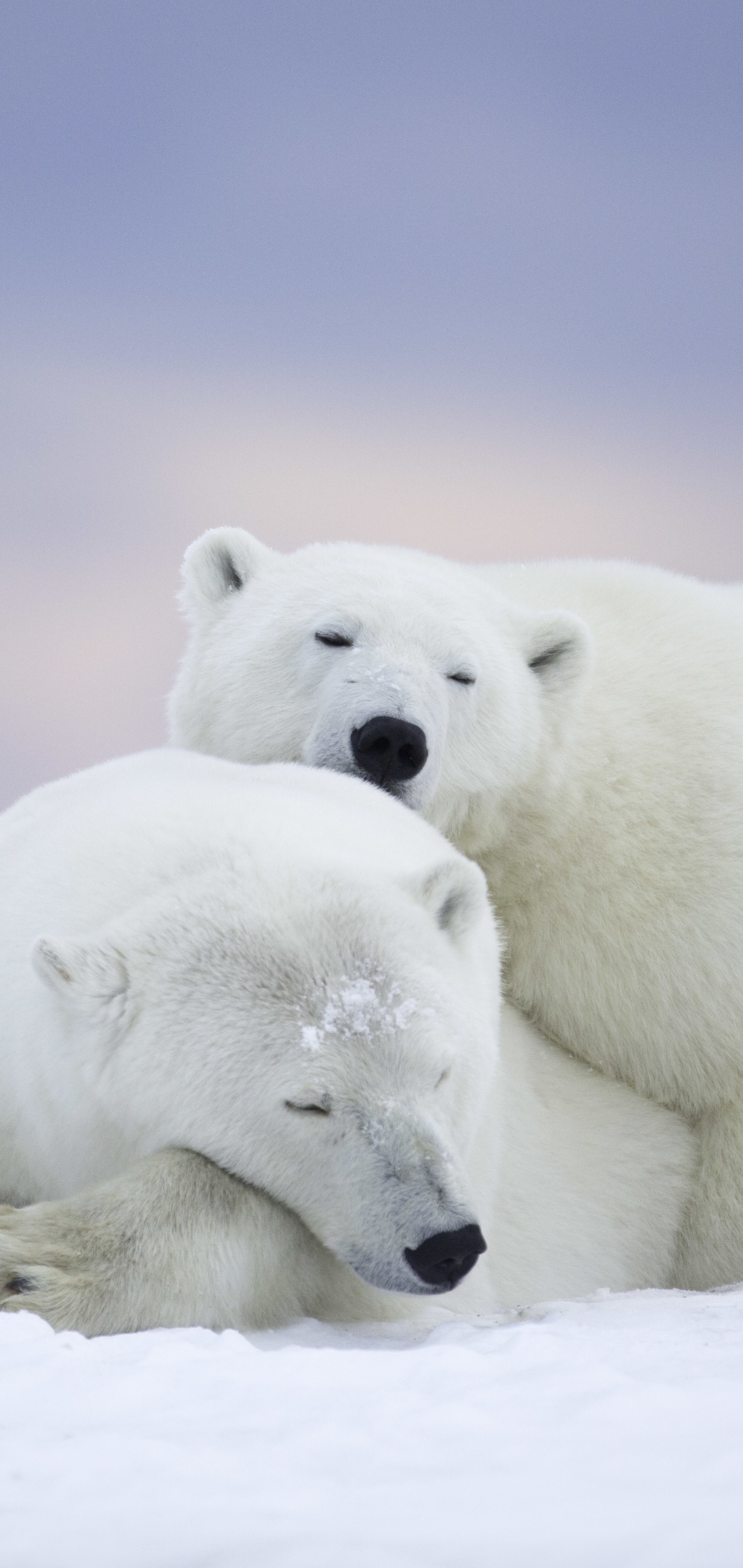 1154443 descargar imagen animales, oso polar, oso, llevar, osos: fondos de pantalla y protectores de pantalla gratis
