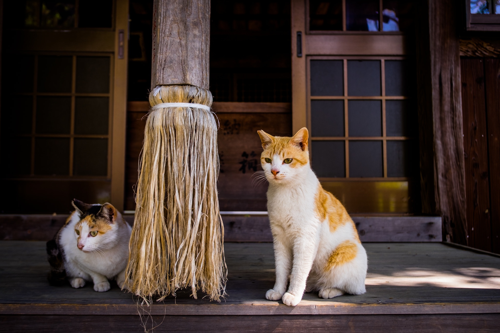 Handy-Wallpaper Tiere, Katzen, Katze kostenlos herunterladen.