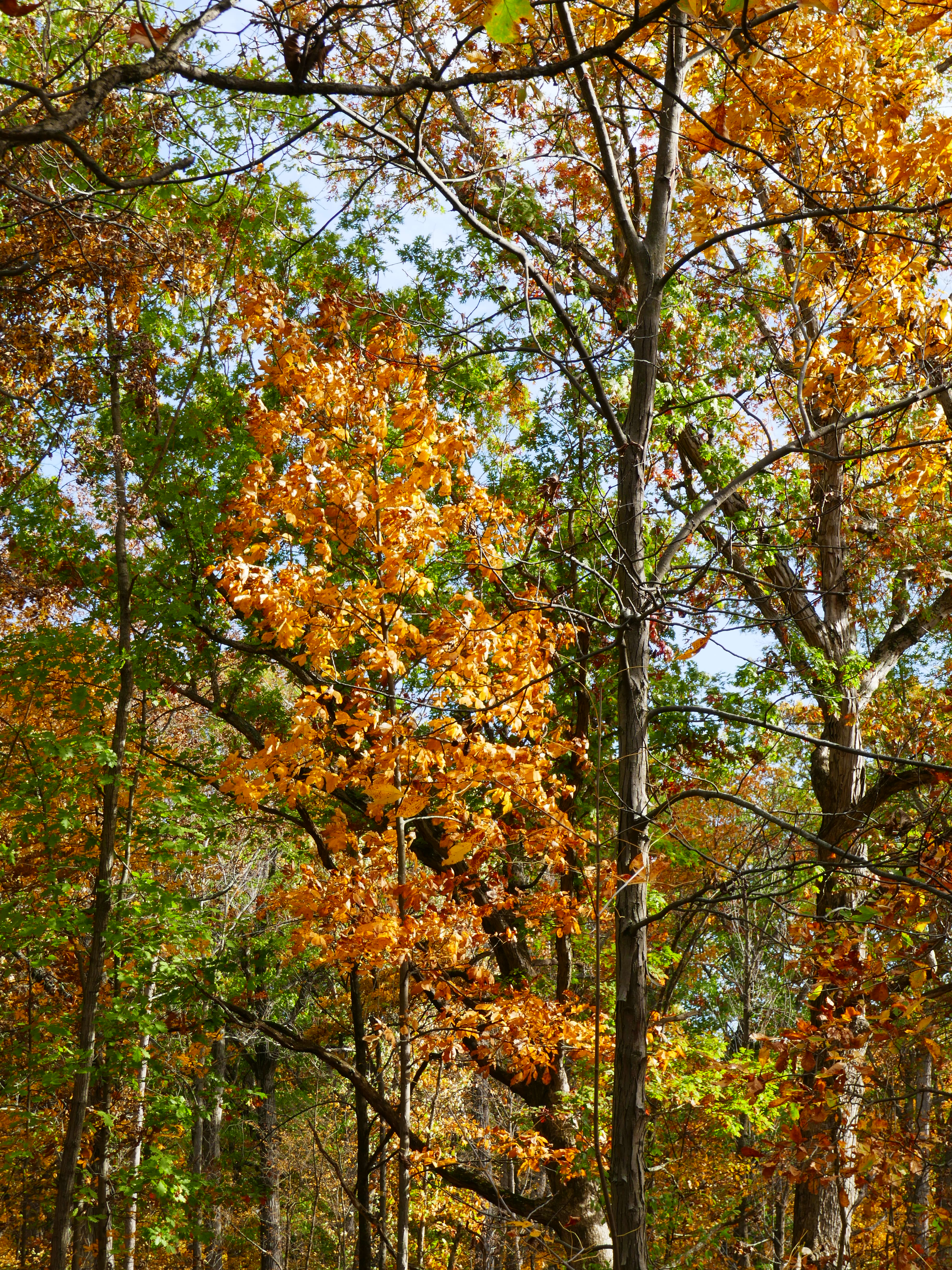 Скачати мобільні шпалери Дерева, Відділень, Природа, Листя, Гілки, Осінь безкоштовно.