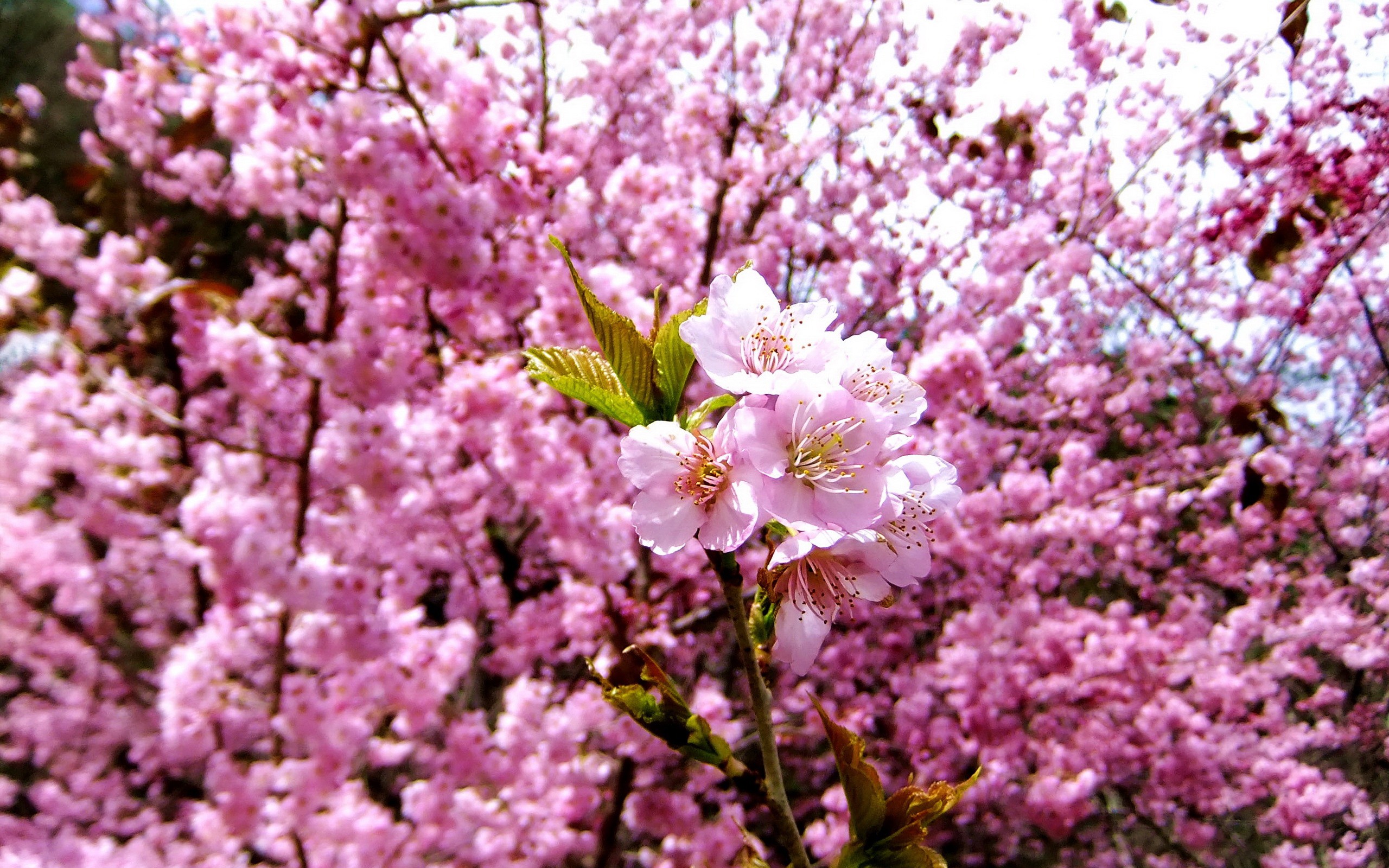 Téléchargez gratuitement l'image Fleurs, Floraison, Terre/nature sur le bureau de votre PC