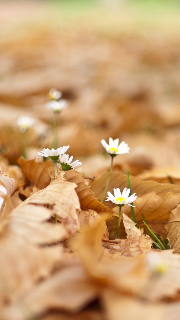 Handy-Wallpaper Blumen, Gänseblümchen, Erde/natur kostenlos herunterladen.