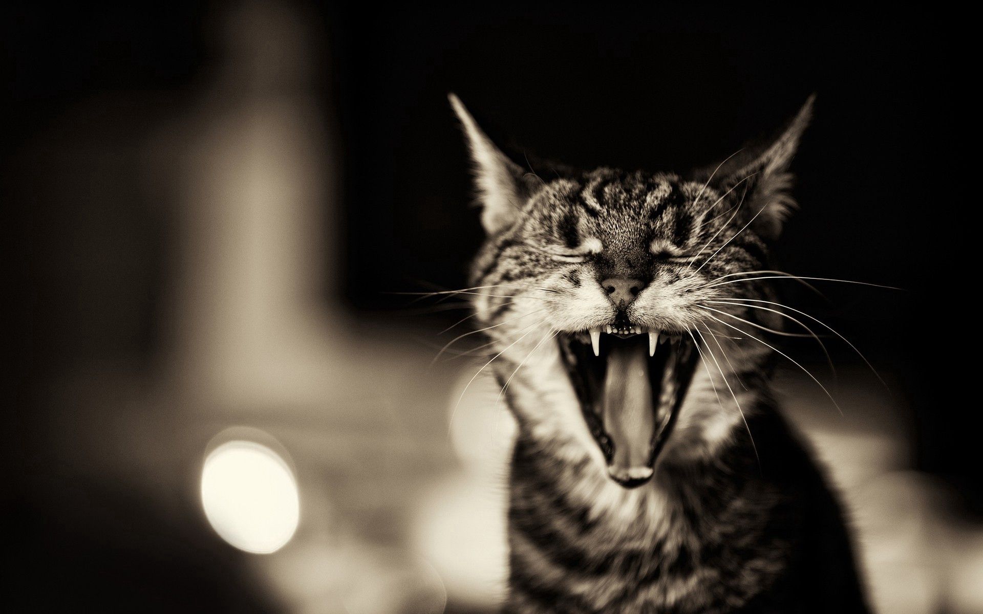 animals, cat, bw, chb, to yawn, yawn, scream, cry