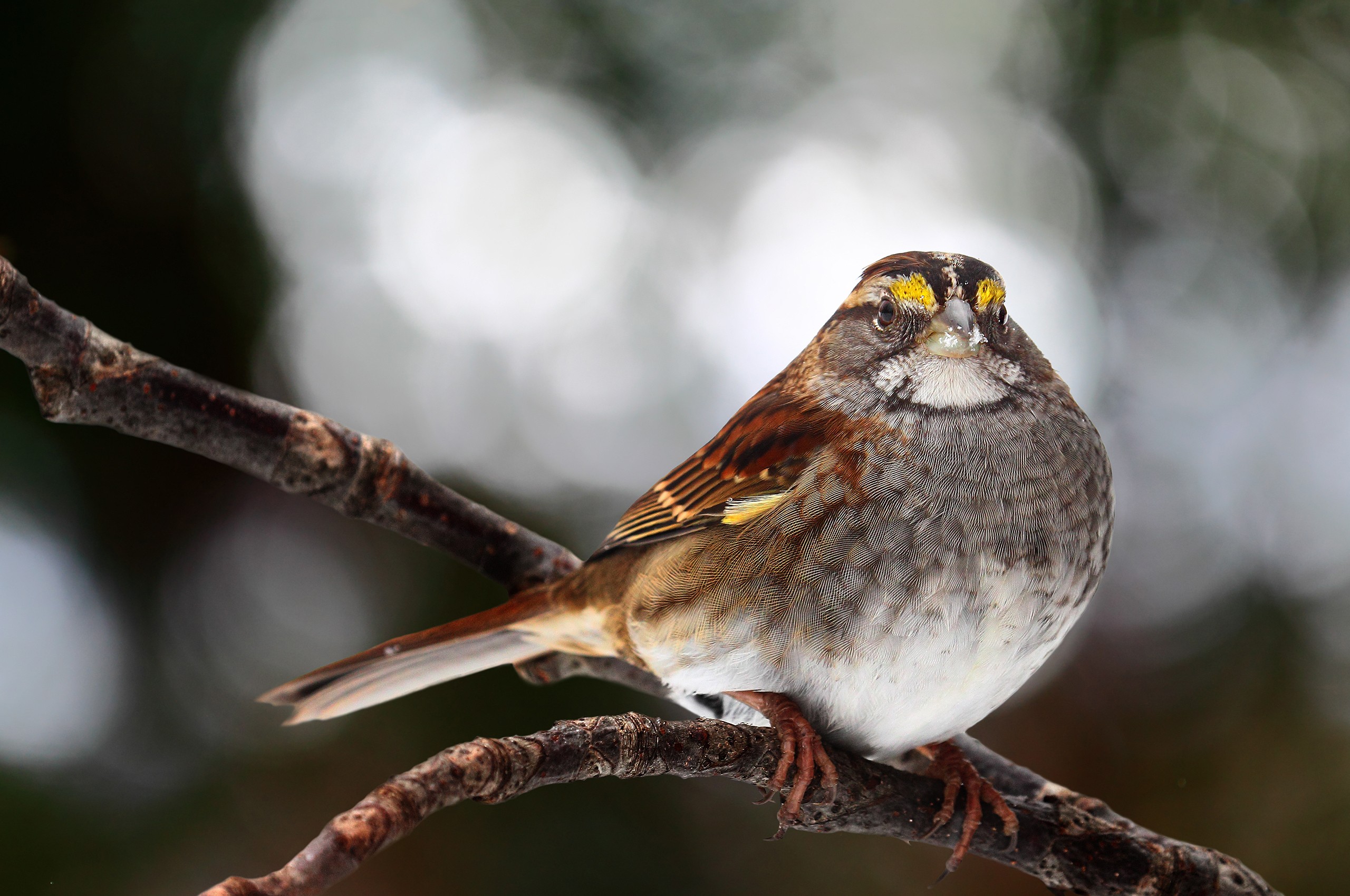 無料モバイル壁紙動物, 鳥をダウンロードします。