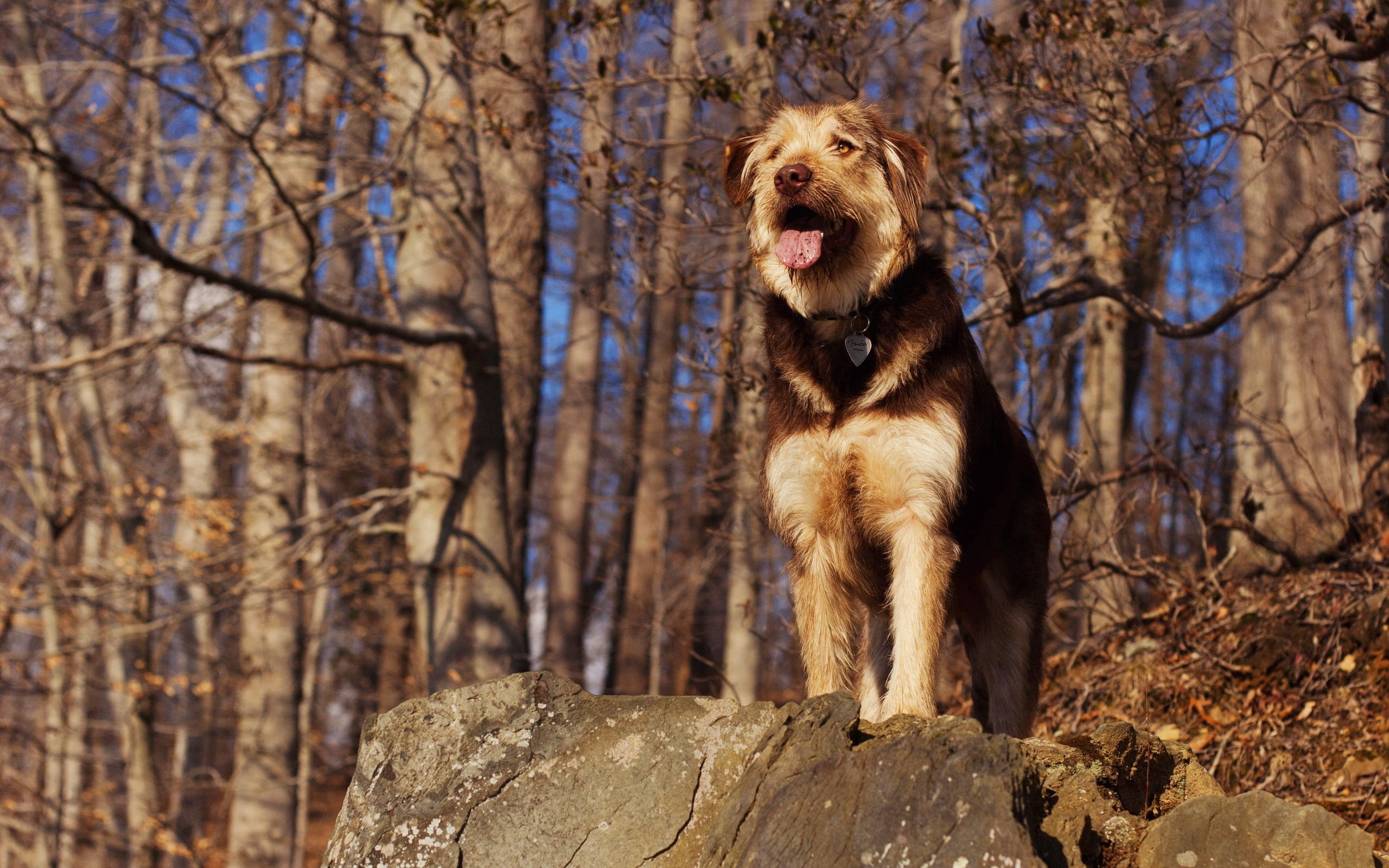 Download mobile wallpaper Sight, Rock, Opinion, Dog, Stone, Forest, Animals for free.
