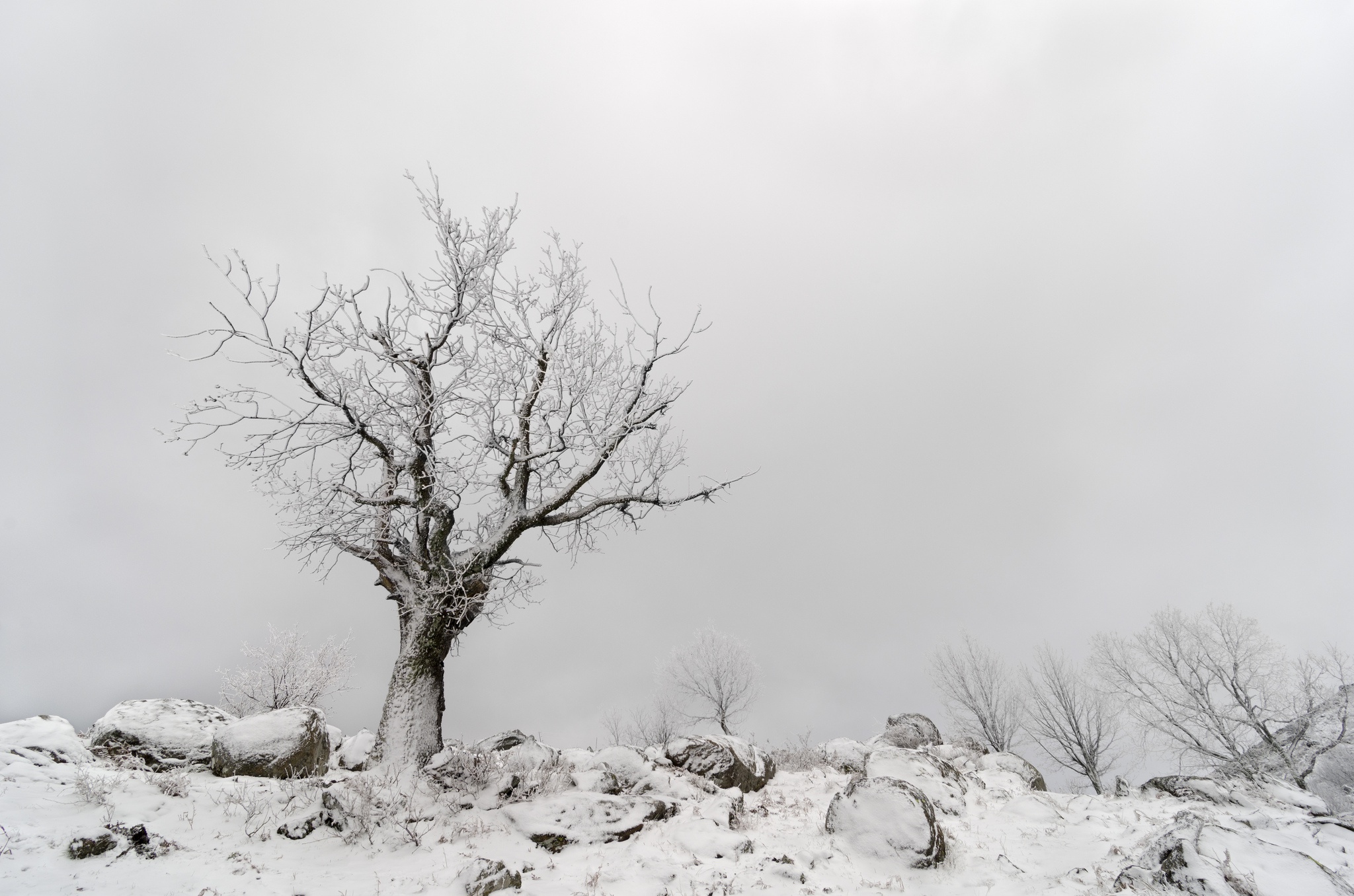 Baixar papel de parede para celular de Inverno, Natureza, Árvores, Neve, Árvore, Terra/natureza gratuito.