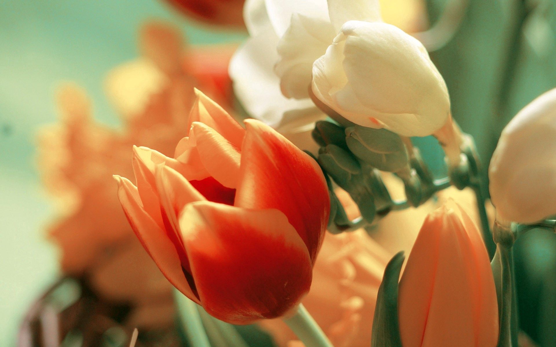 Скачать картинку Лепестки, Цветы, Букет, Тюльпаны в телефон бесплатно.