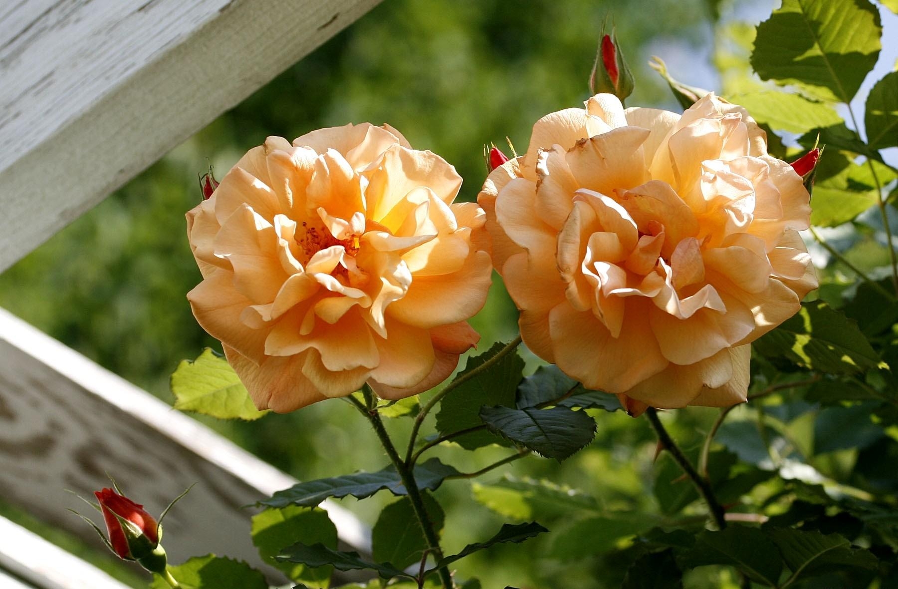 Handy-Wallpaper Blumen, Garten, Knospen, Roses kostenlos herunterladen.