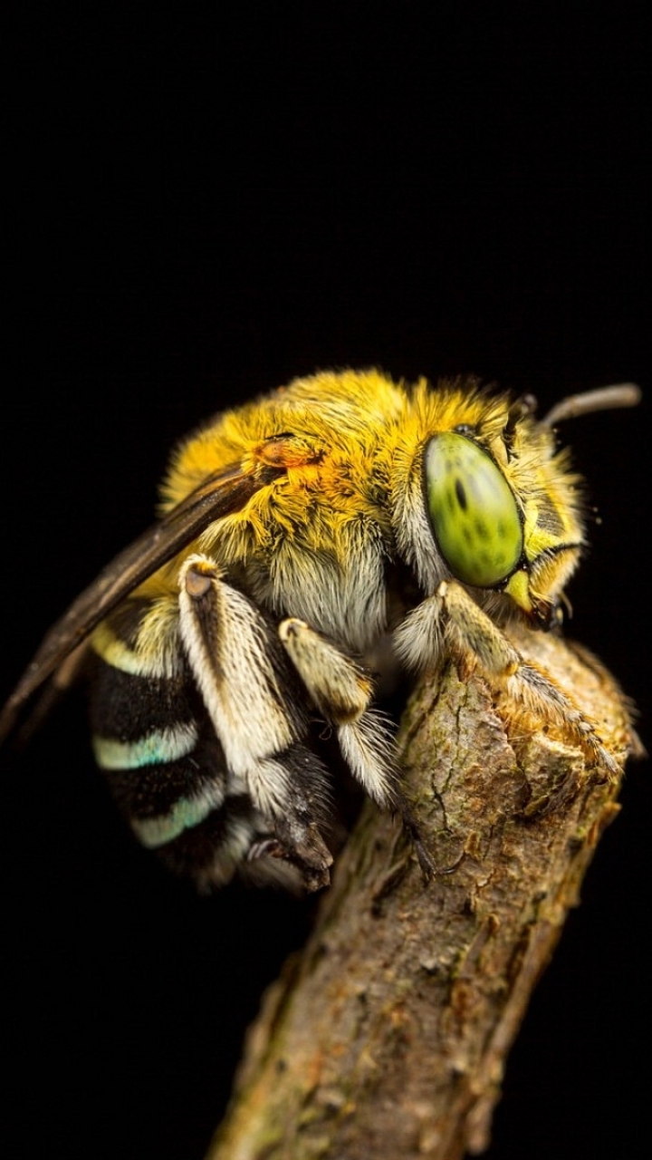 Скачать картинку Пчела, Фотографии, Макрос в телефон бесплатно.