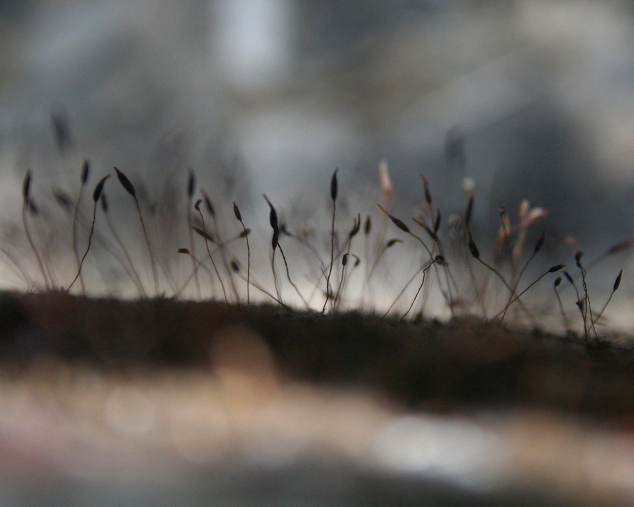 Handy-Wallpaper Moos, Moss, Grass, Makro, Blendung, Schatten kostenlos herunterladen.