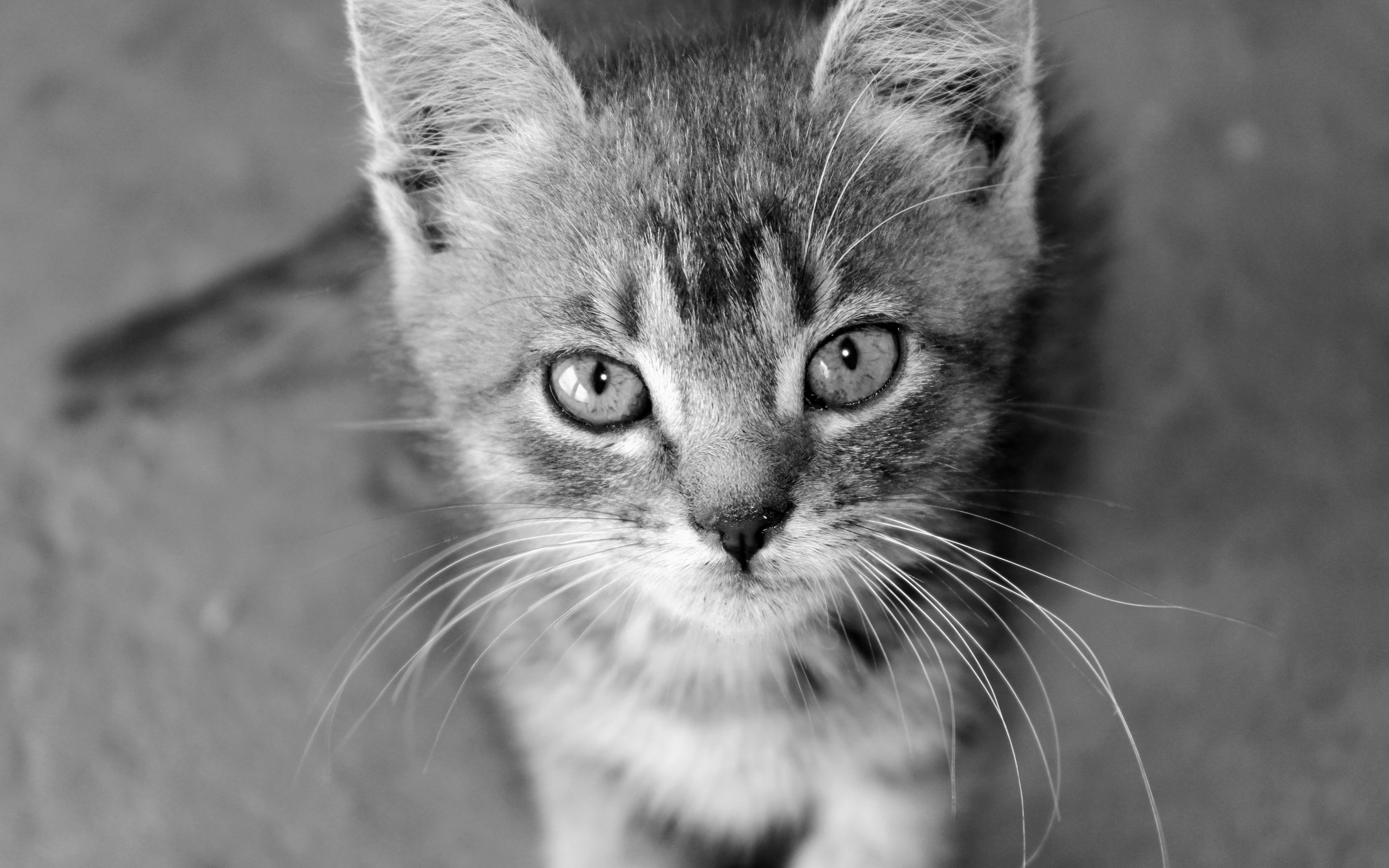 Download mobile wallpaper Cat, Cats, Animal for free.